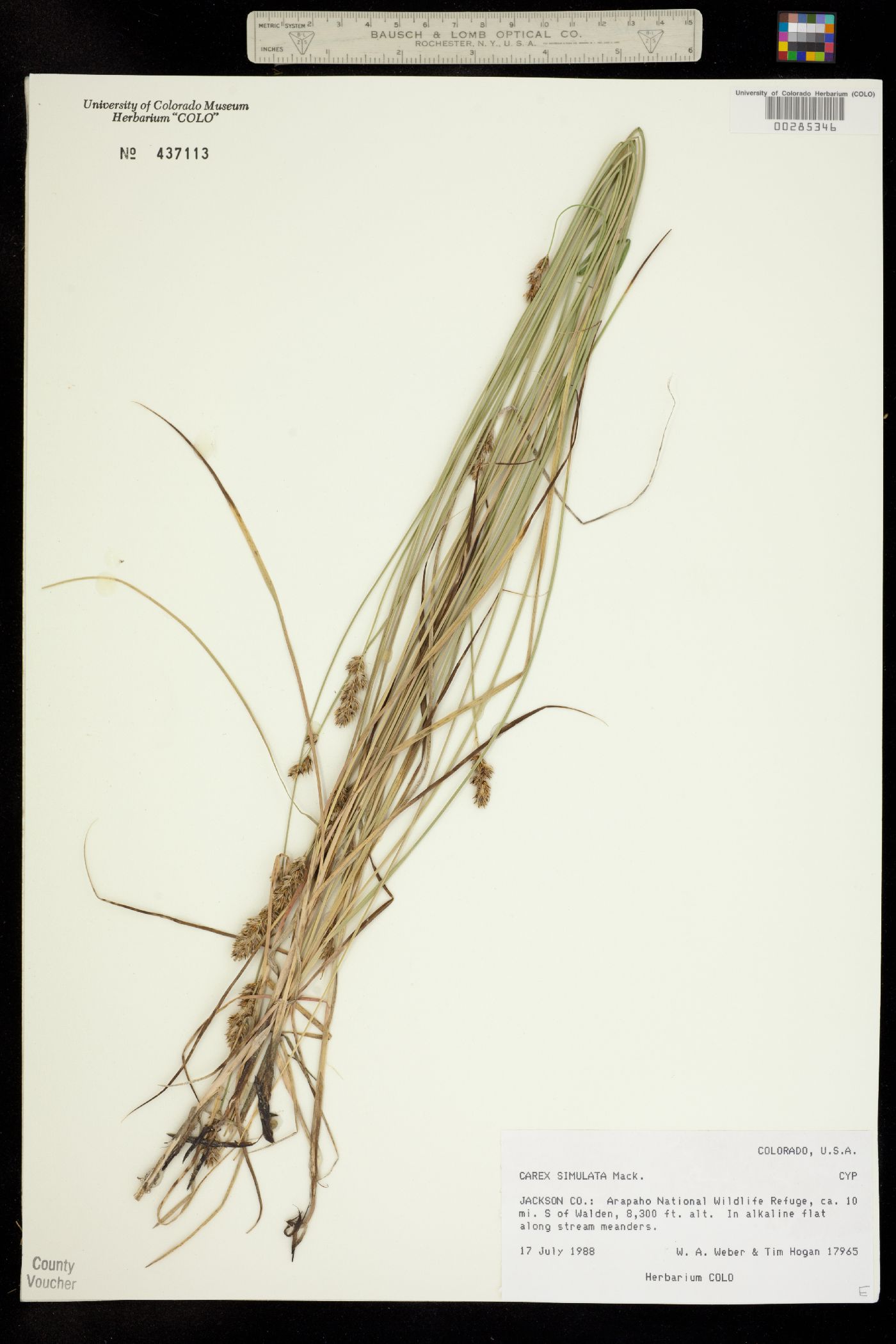 Carex simulata image