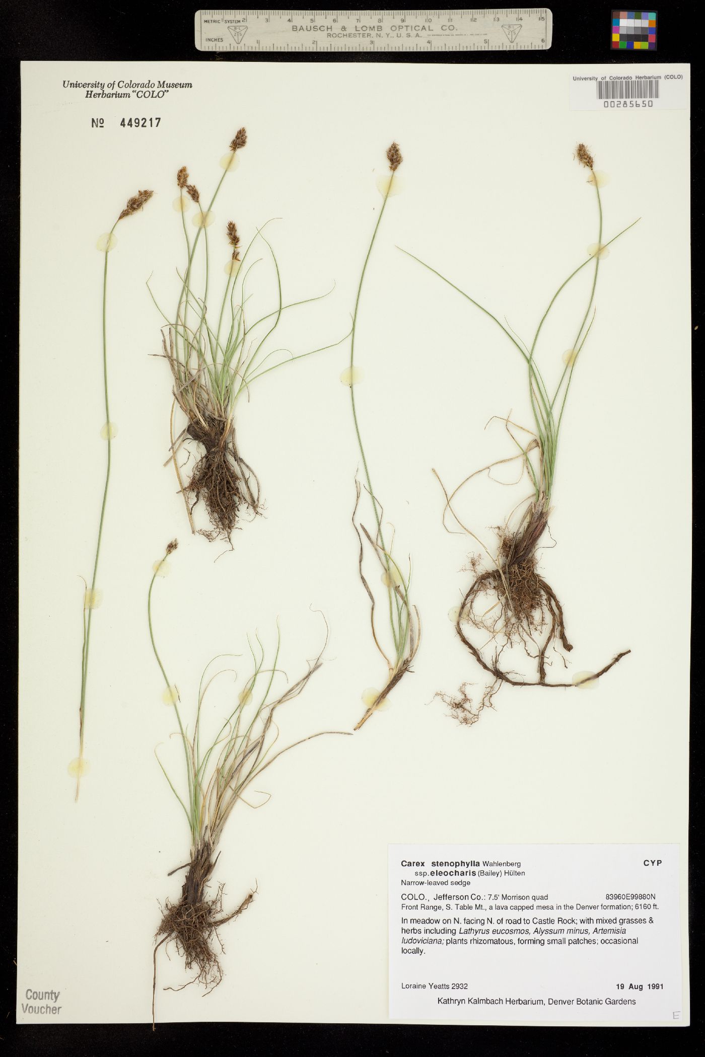 Carex duriuscula image