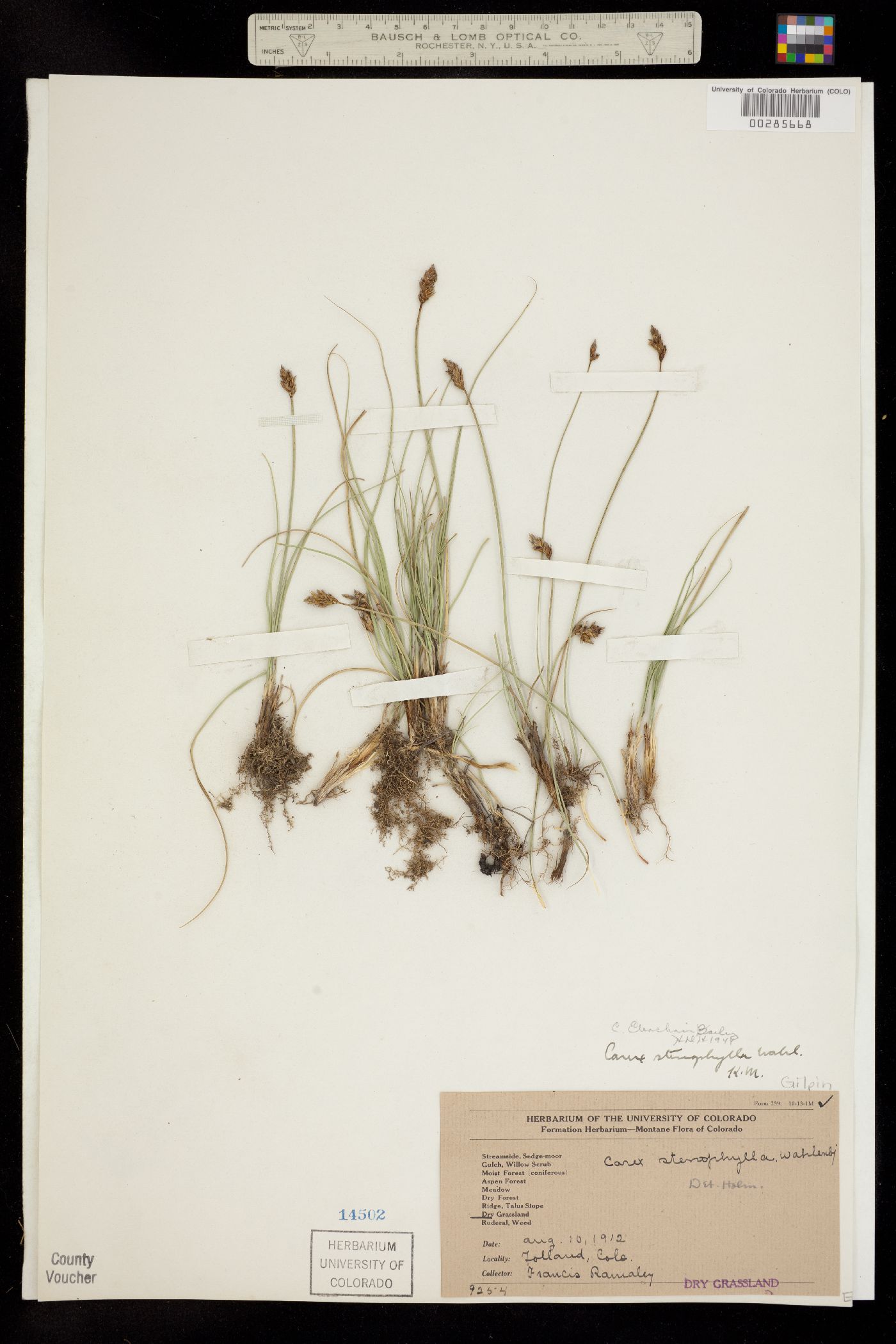 Carex duriuscula image