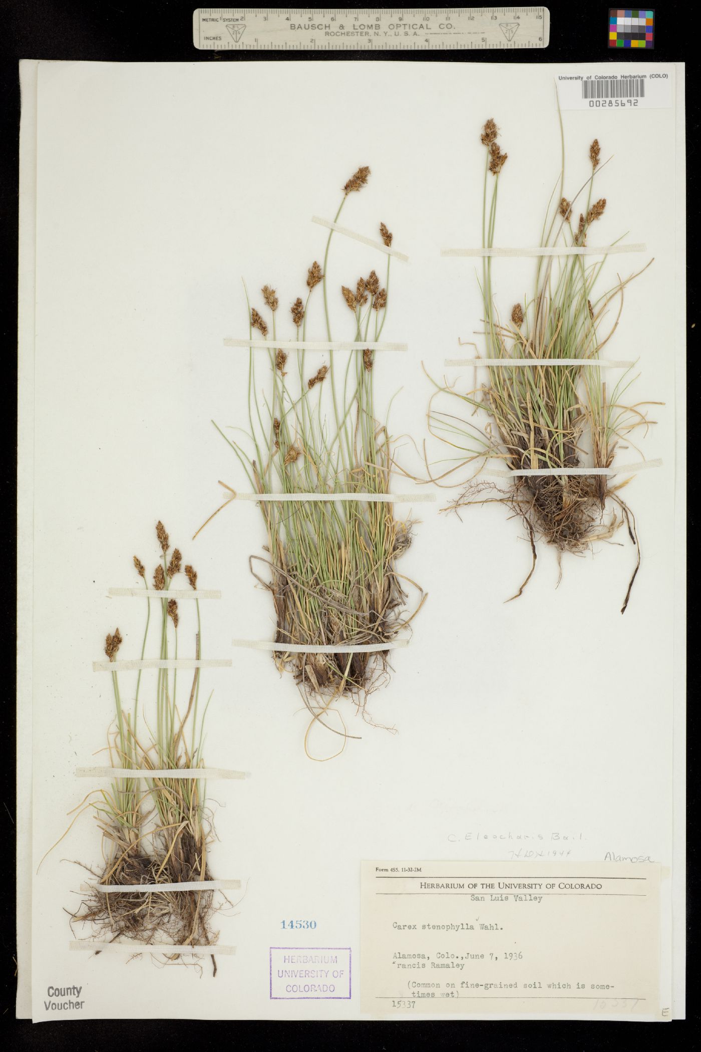 Carex duriuscula image