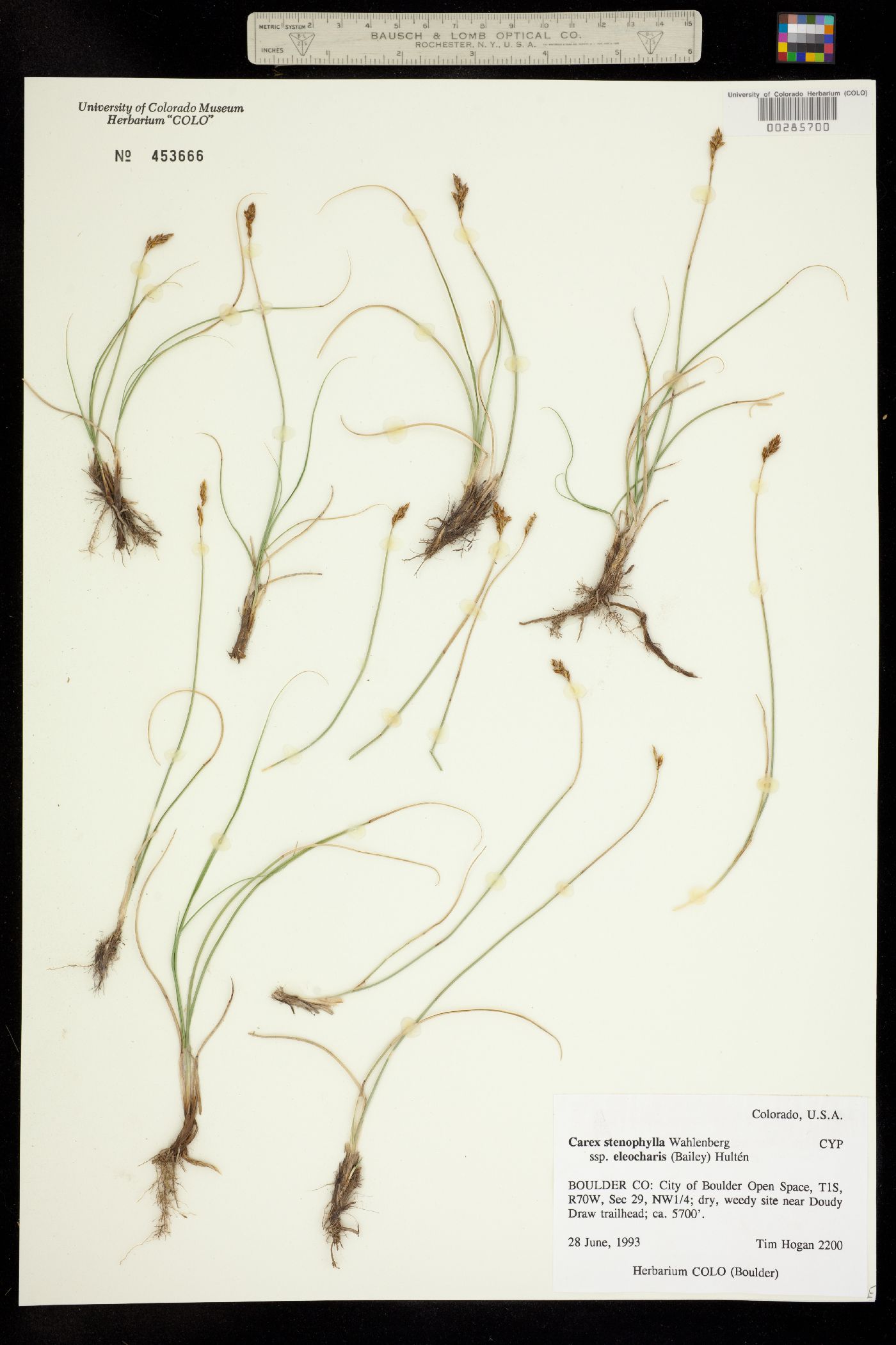Carex duriuscula image