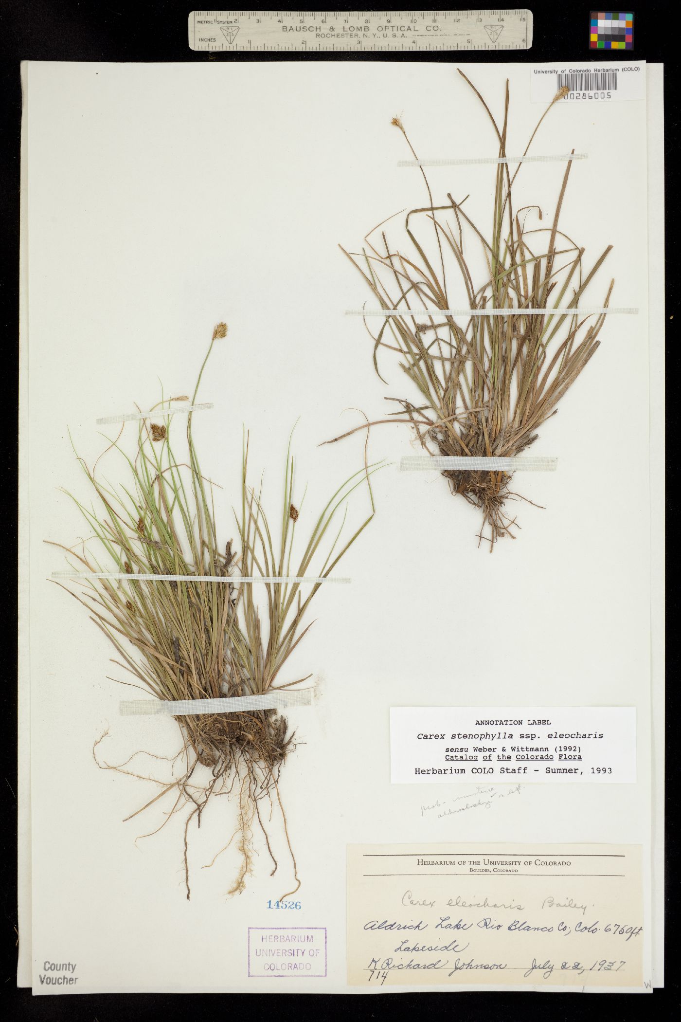 Carex duriuscula image