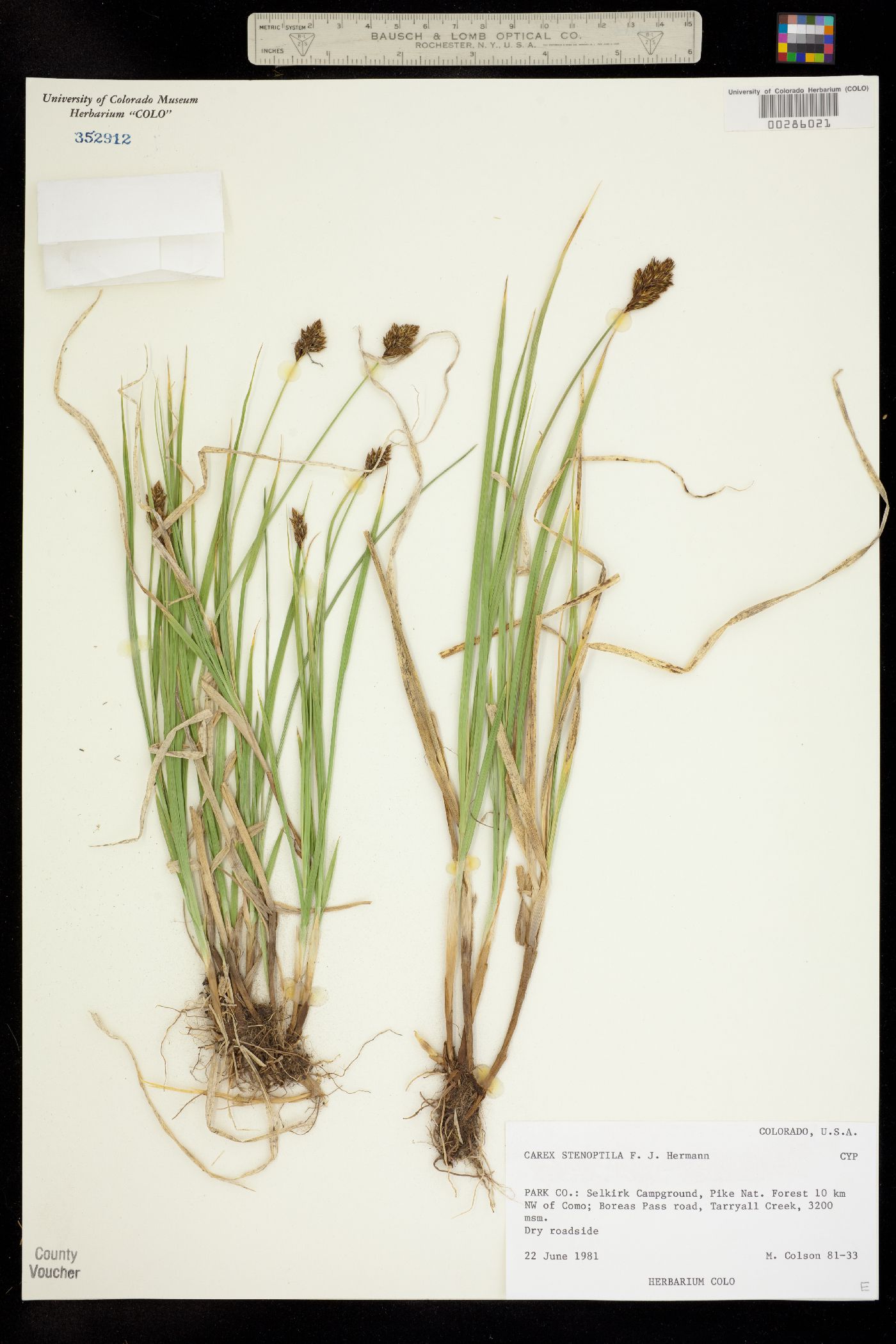 Carex stenoptila image