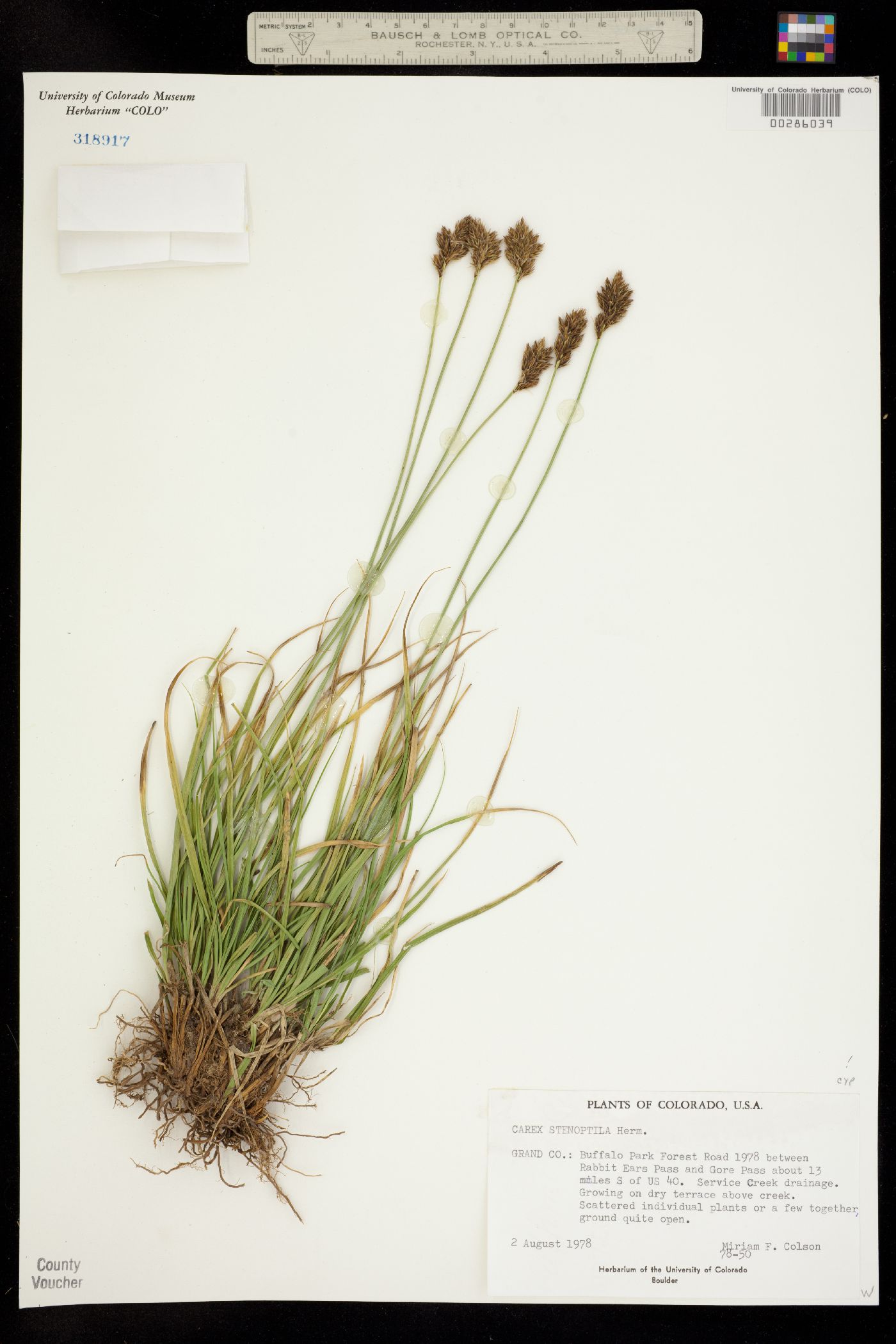 Carex stenoptila image