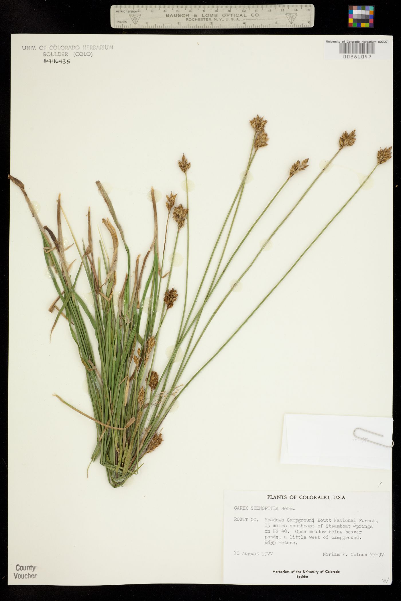Carex stenoptila image