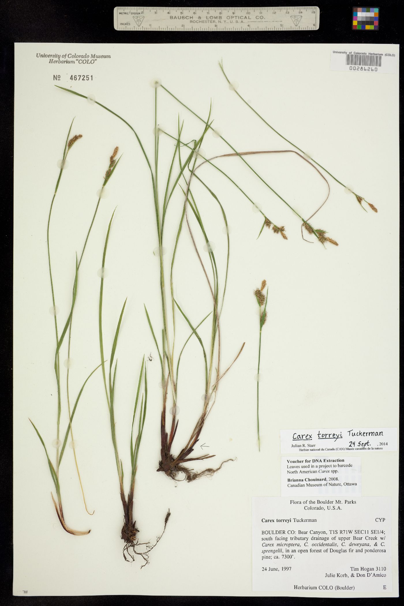 Carex torreyi image