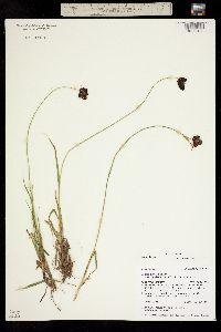 Carex pelocarpa image