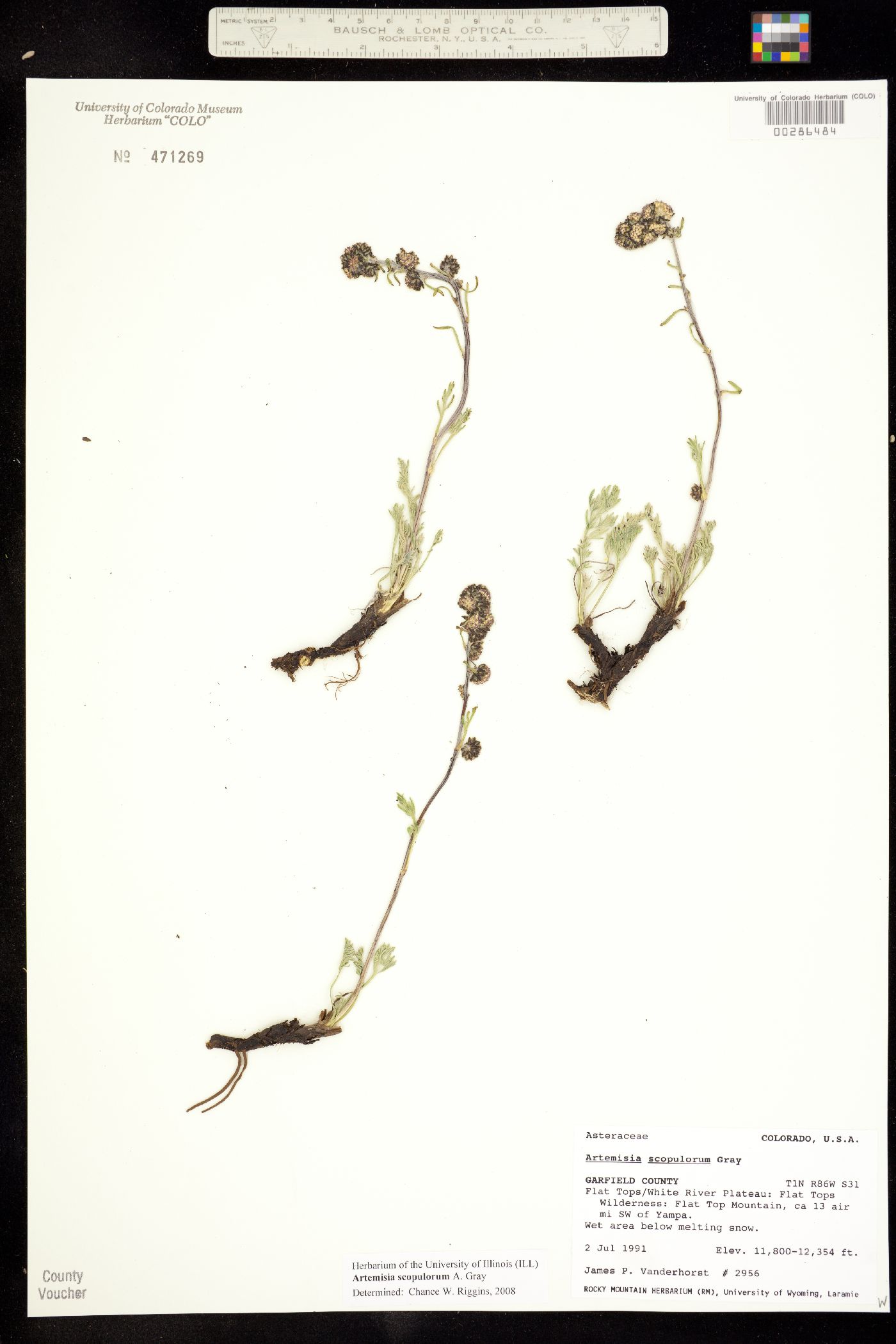 Artemisia scopulorum image