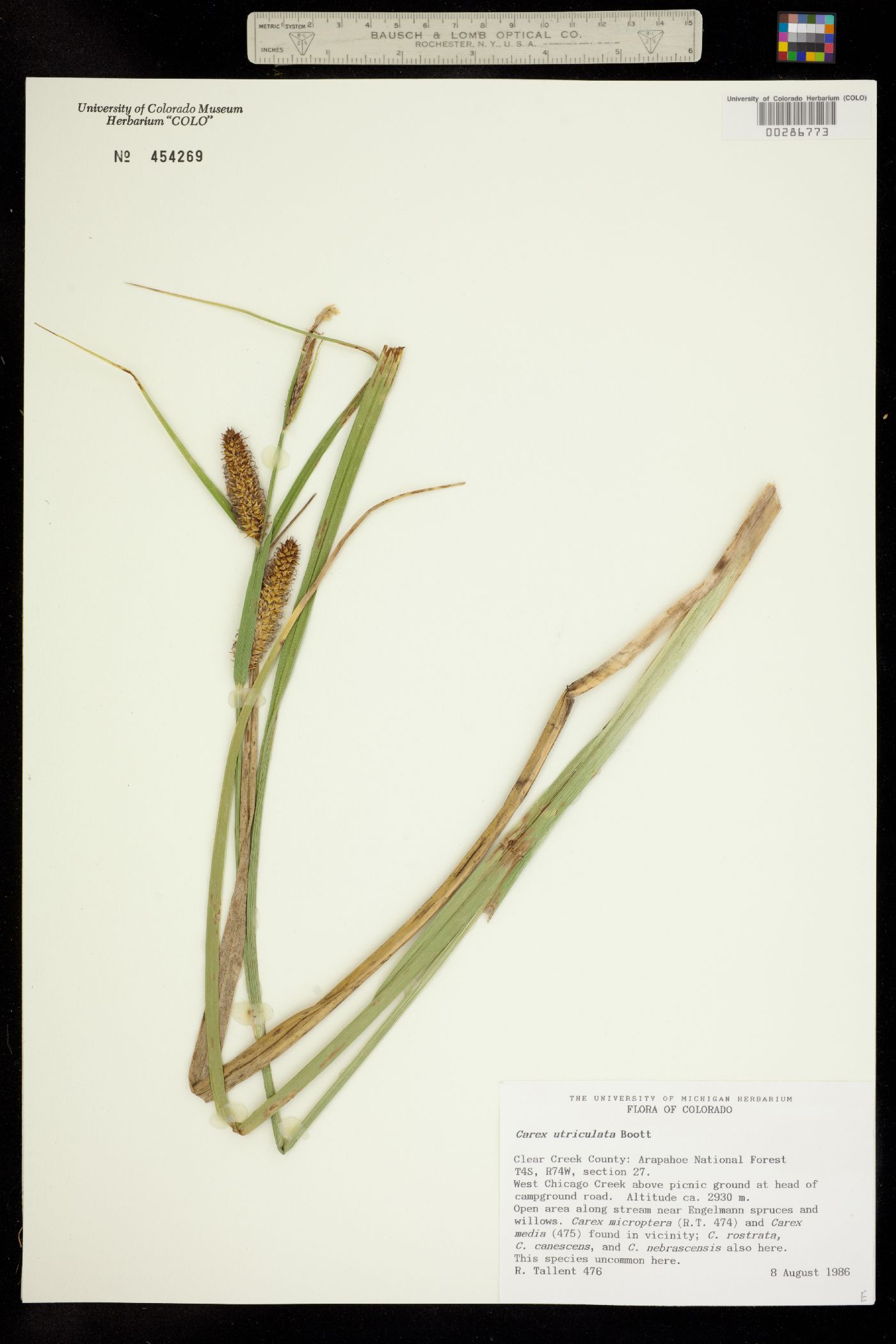 Carex utriculata image