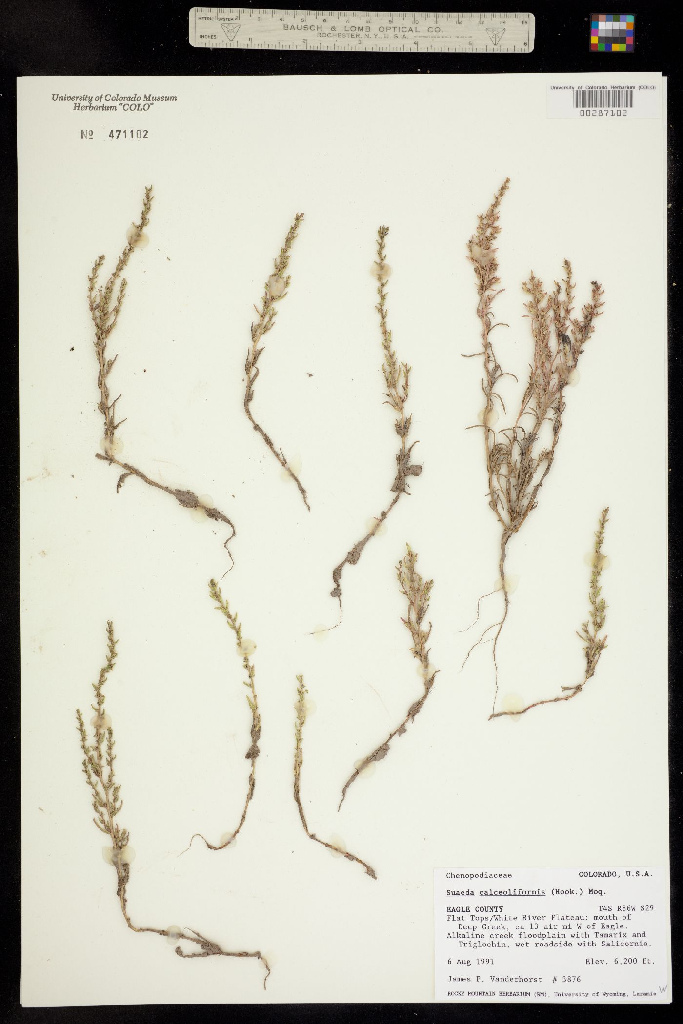 Suaeda calceoliformis image