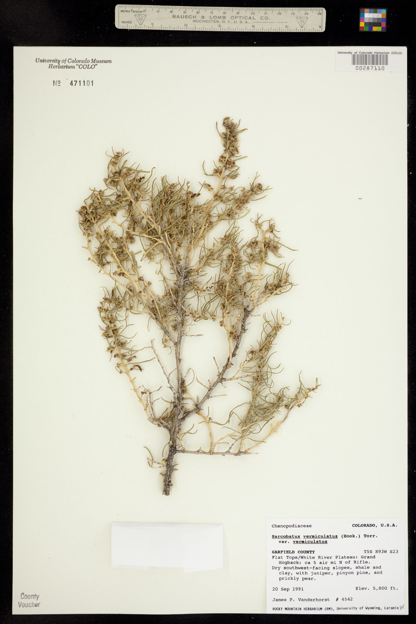 Sarcobatus image