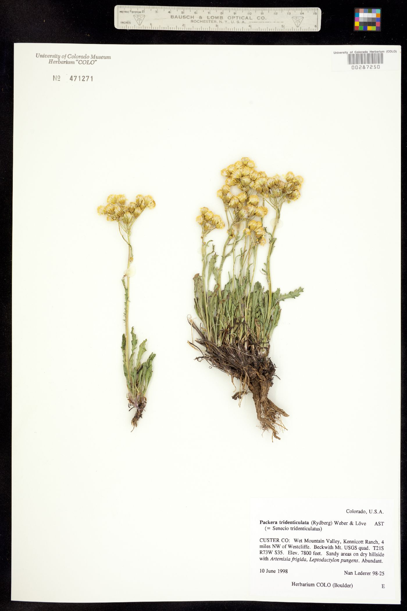 Packera tridenticulata image