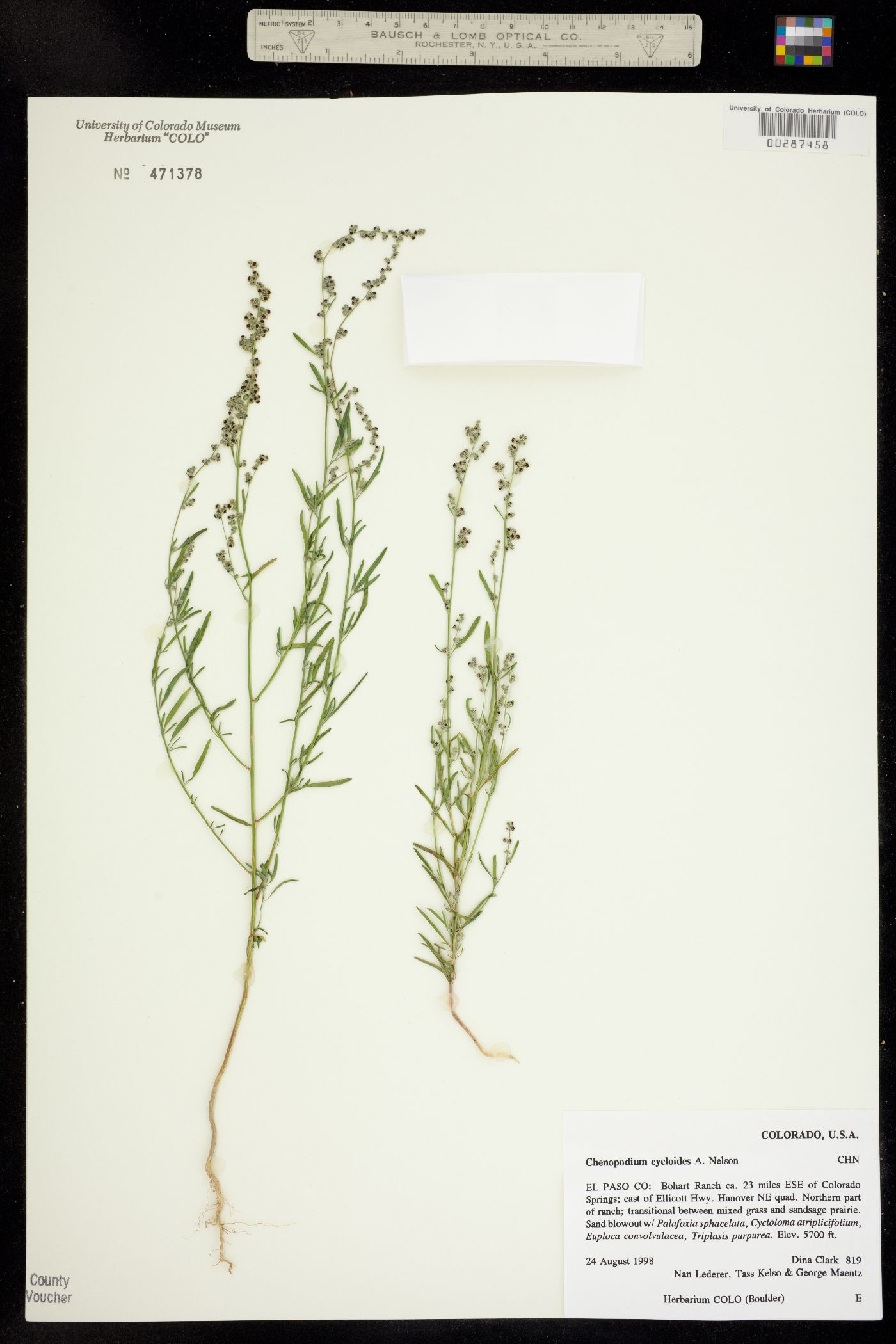 Chenopodium cycloides image