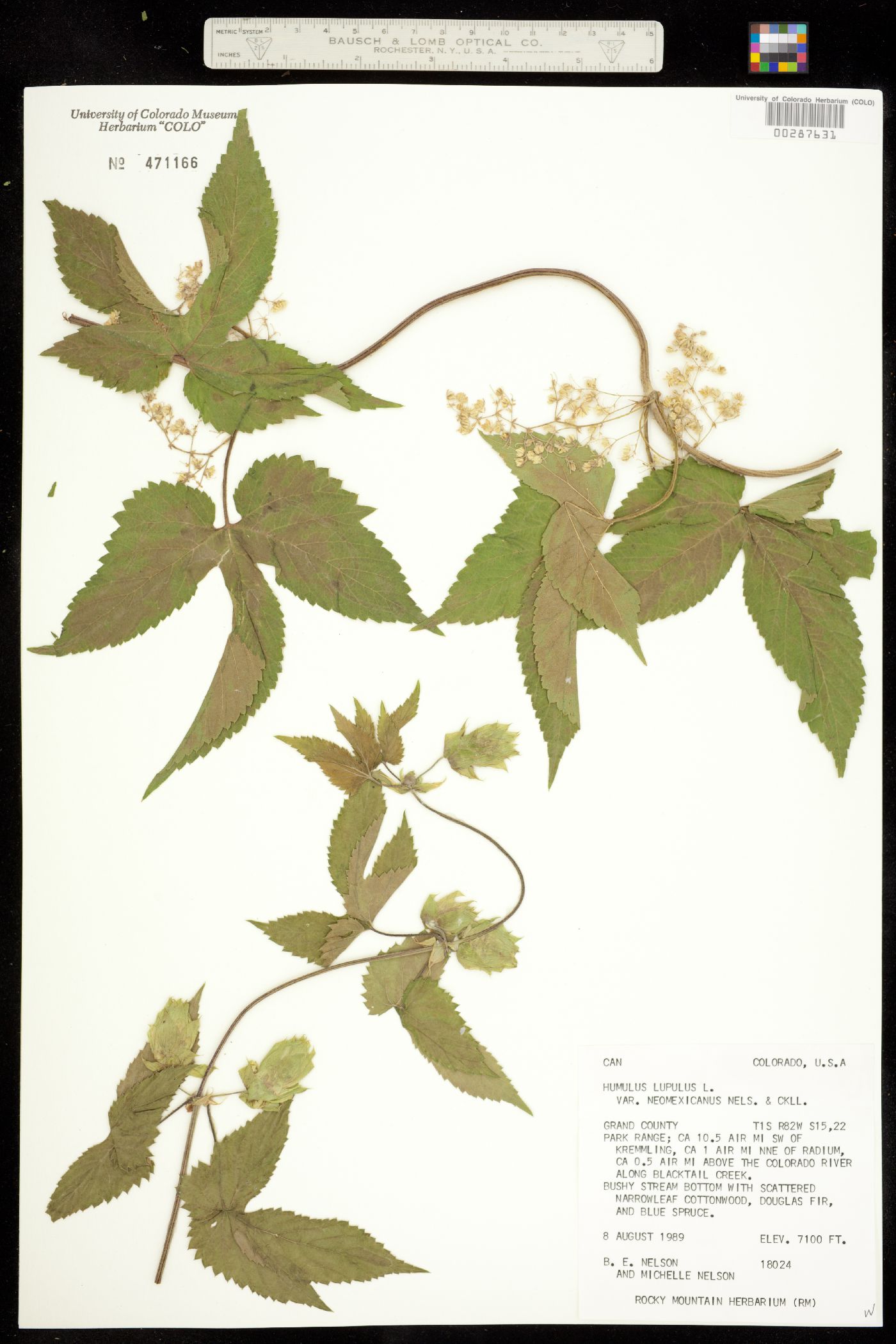 Humulus lupulus var. lupuloides image