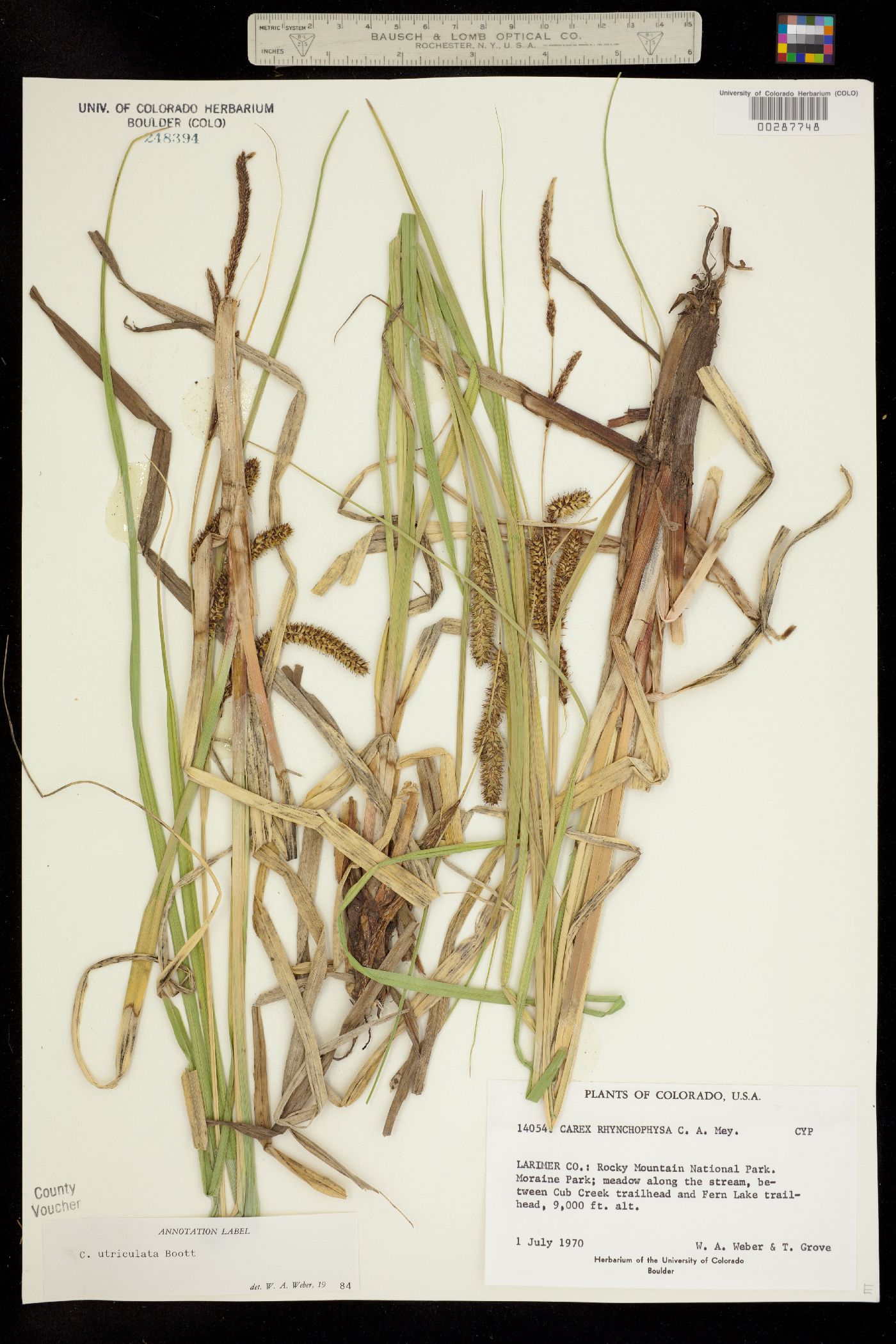 Carex utriculata image