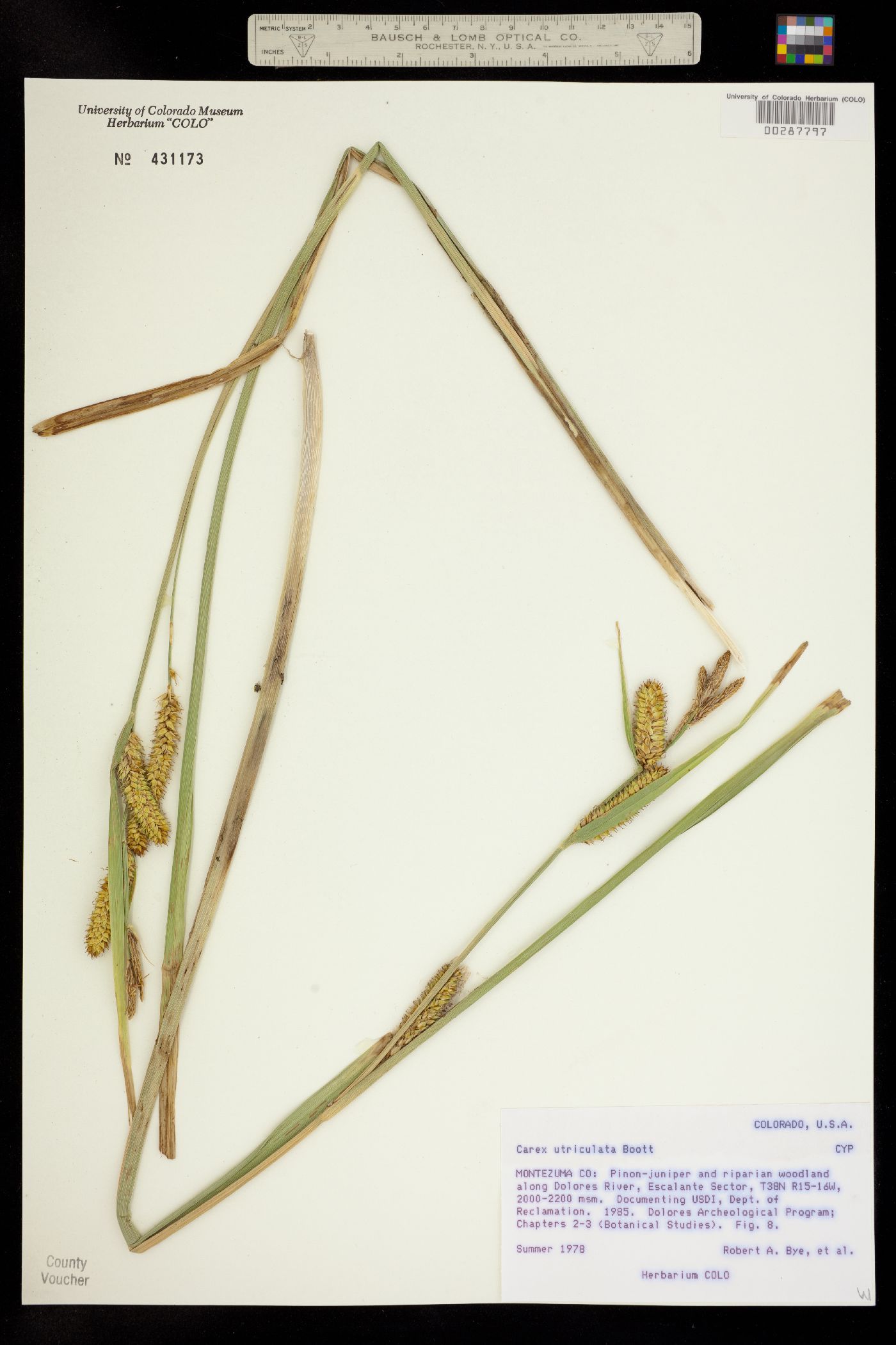 Carex utriculata image