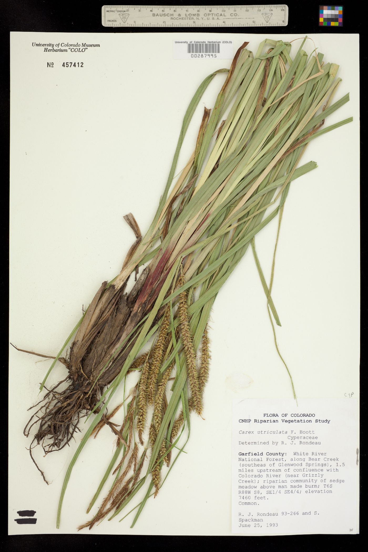 Carex utriculata image