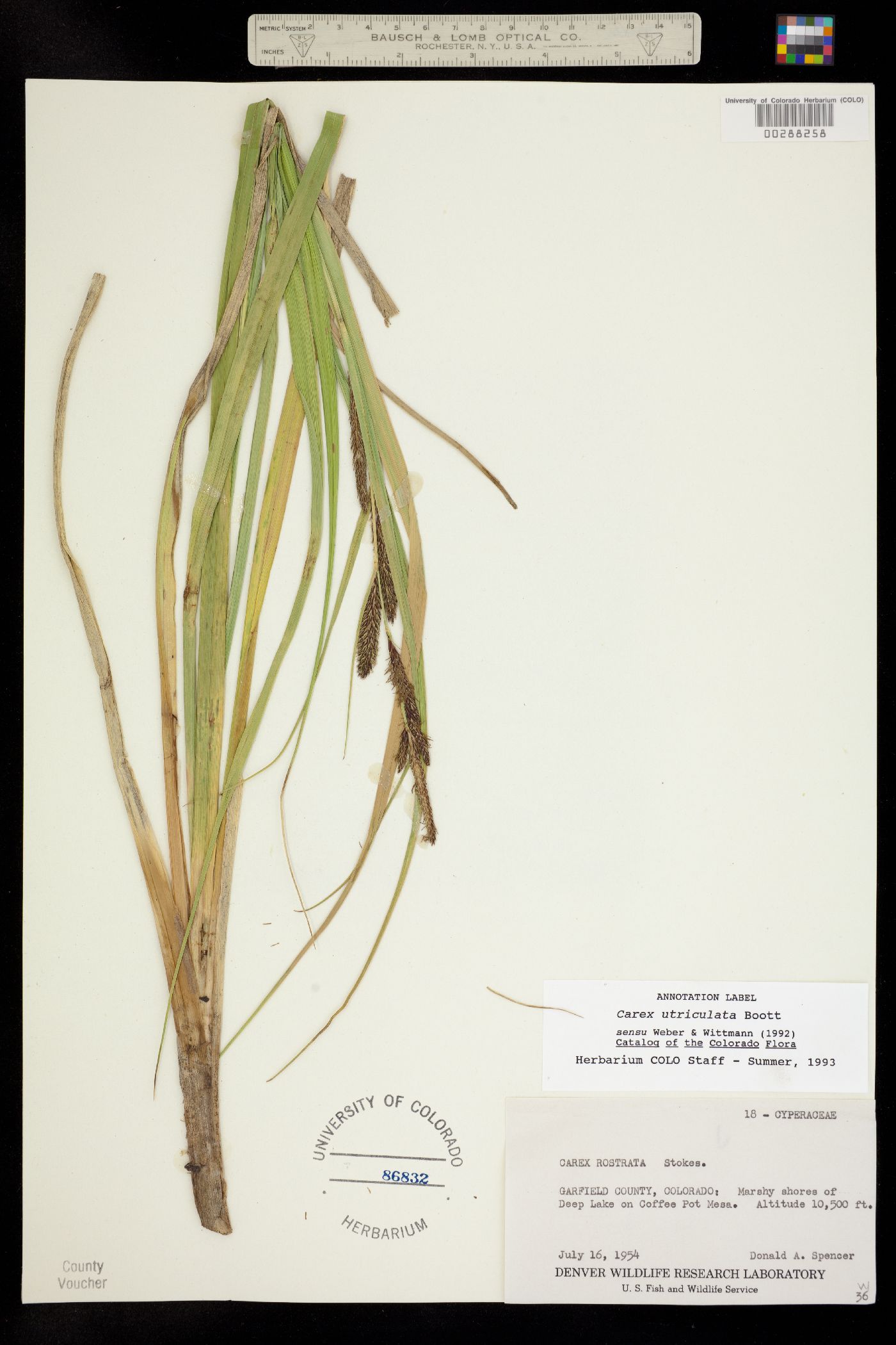 Carex utriculata image
