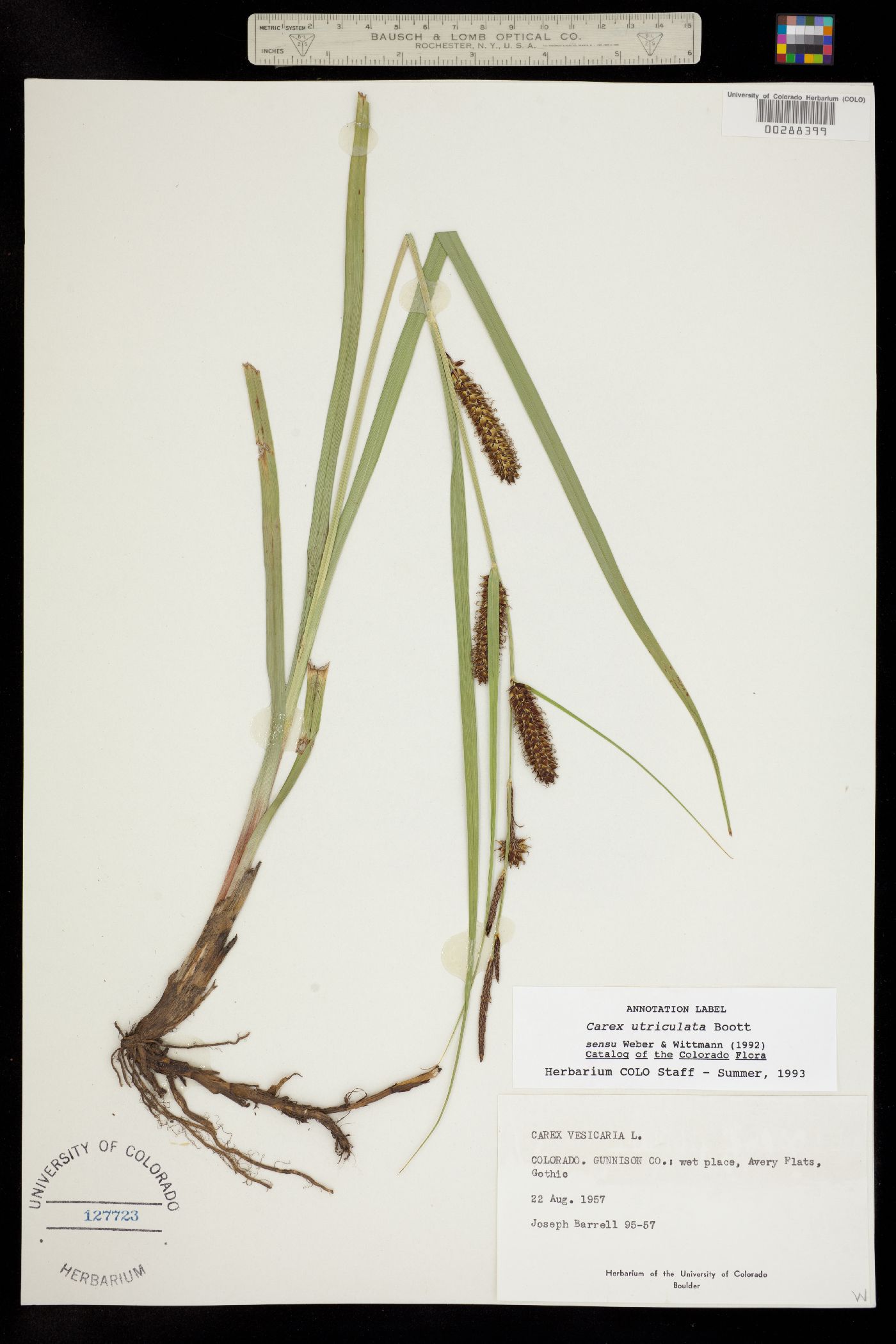 Carex utriculata image