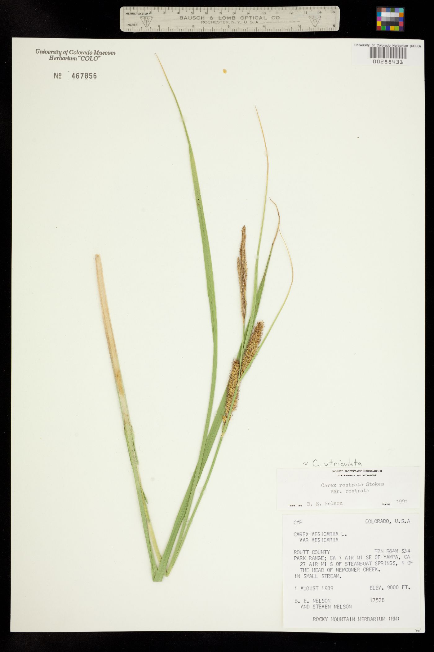 Carex utriculata image