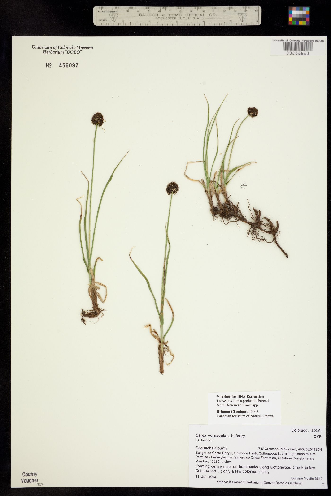 Carex vernacula image