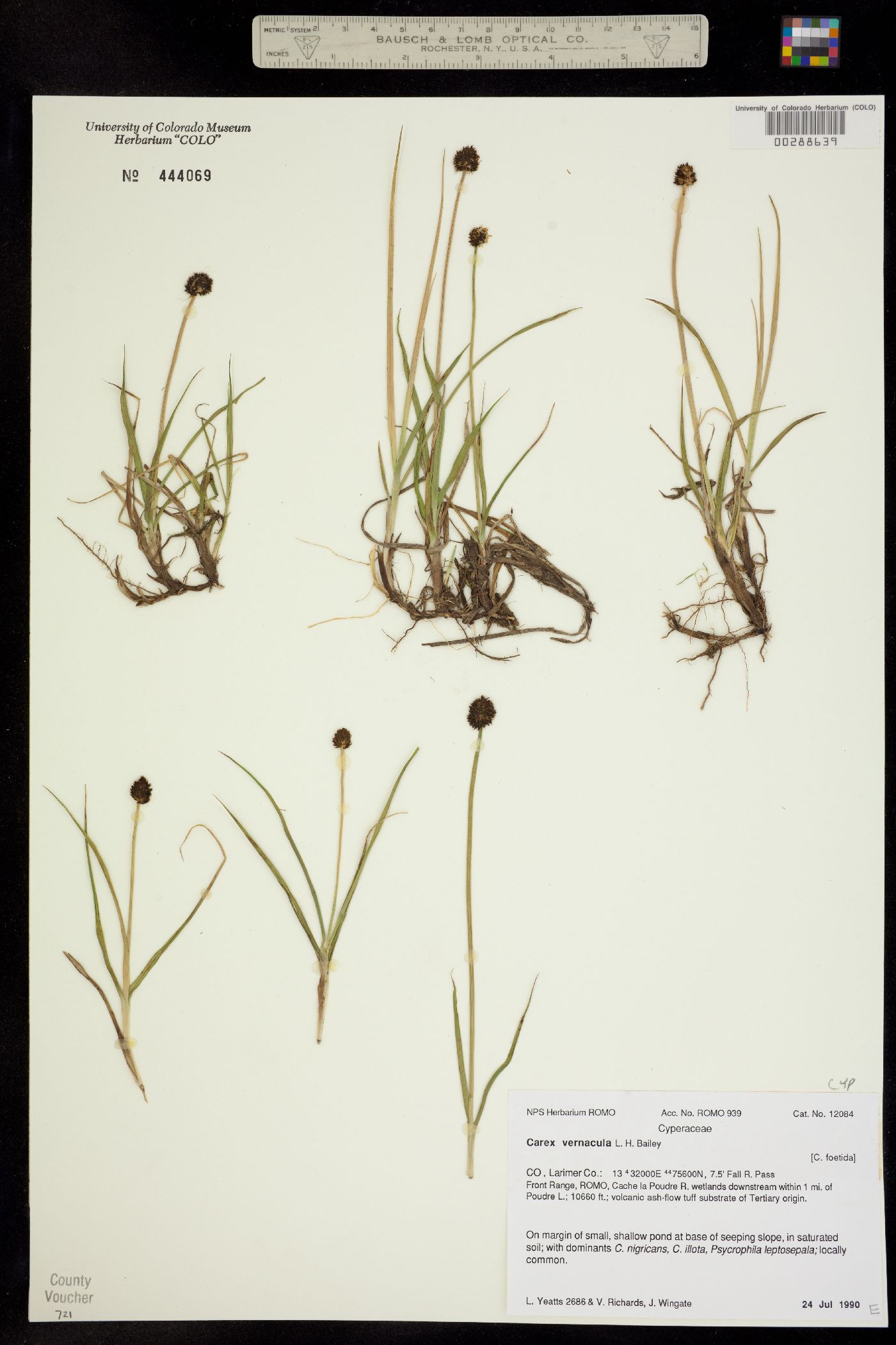 Carex vernacula image