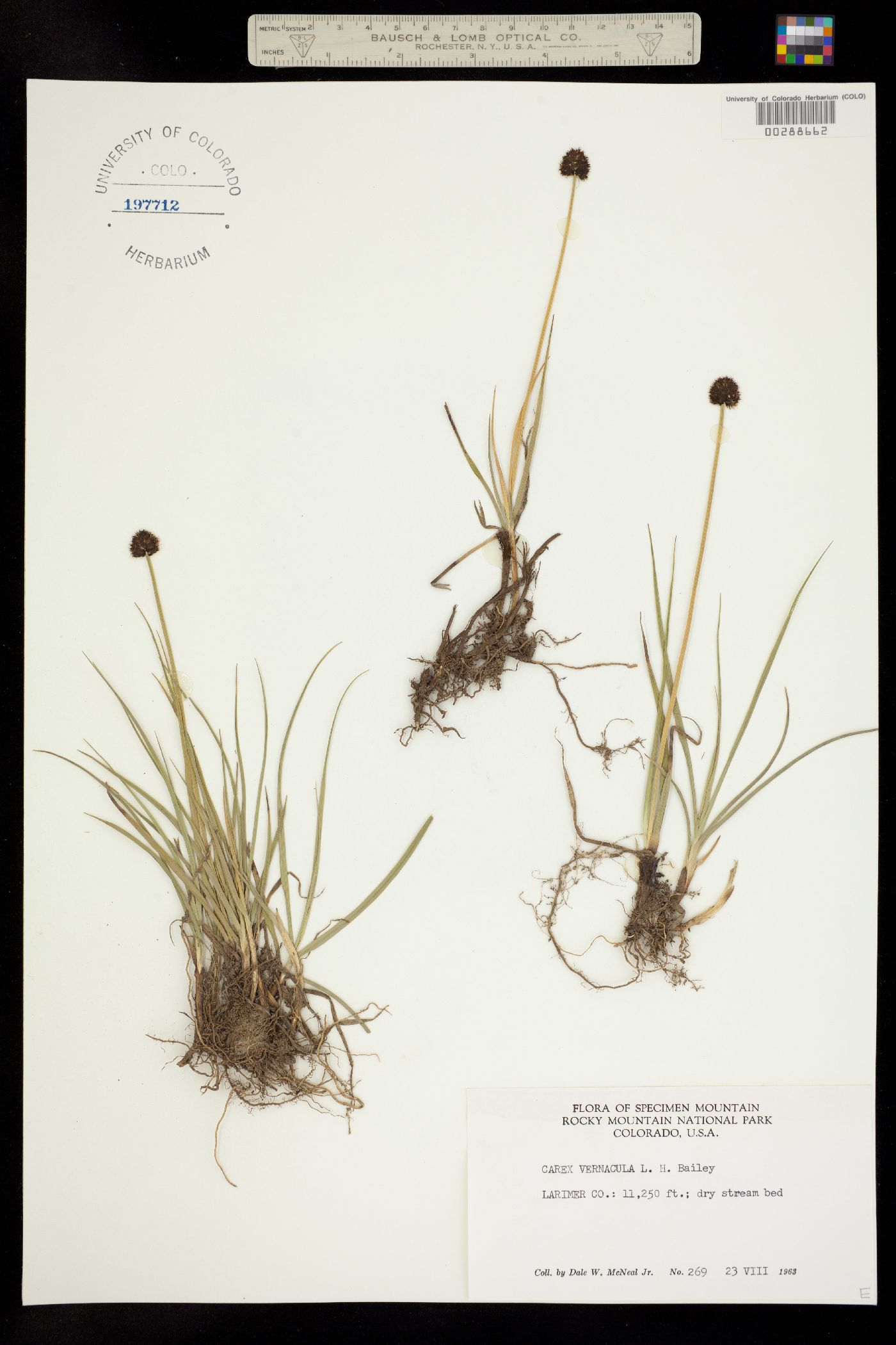 Carex vernacula image