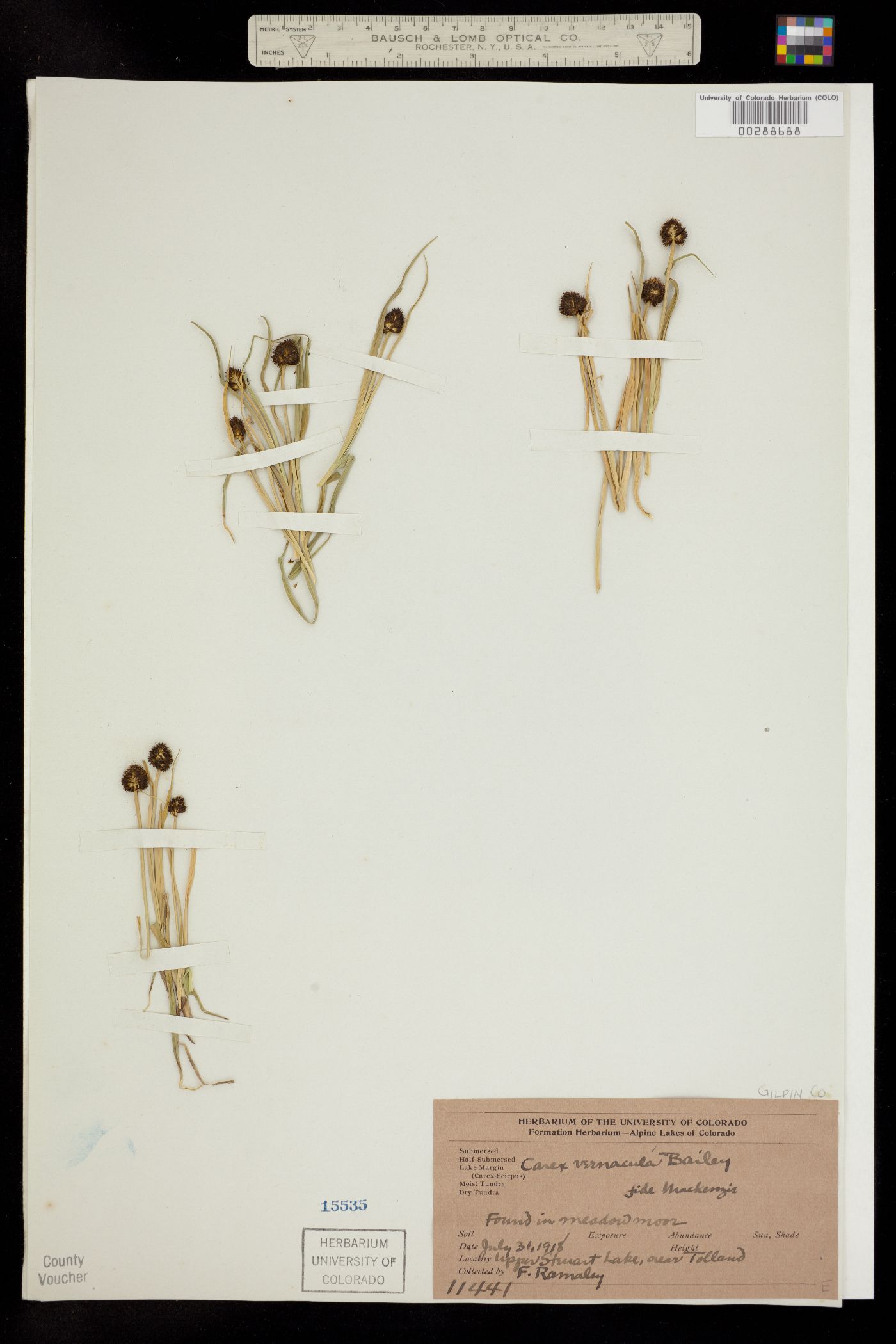 Carex vernacula image