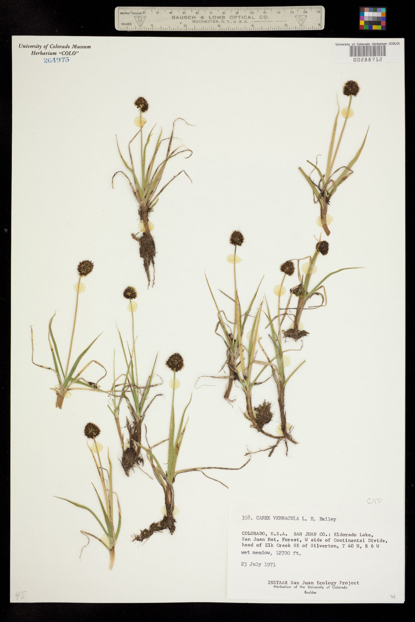 Carex vernacula image