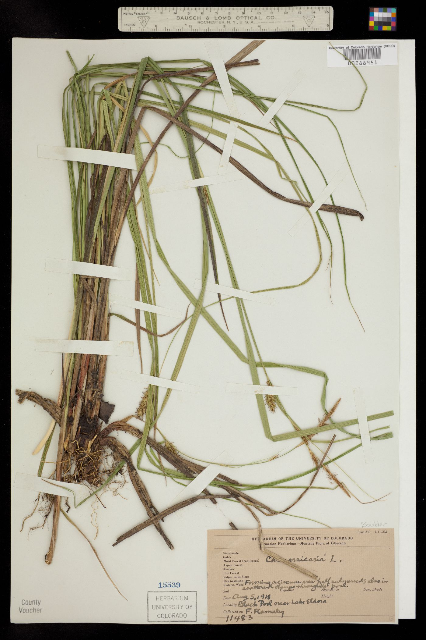 Carex vesicaria image