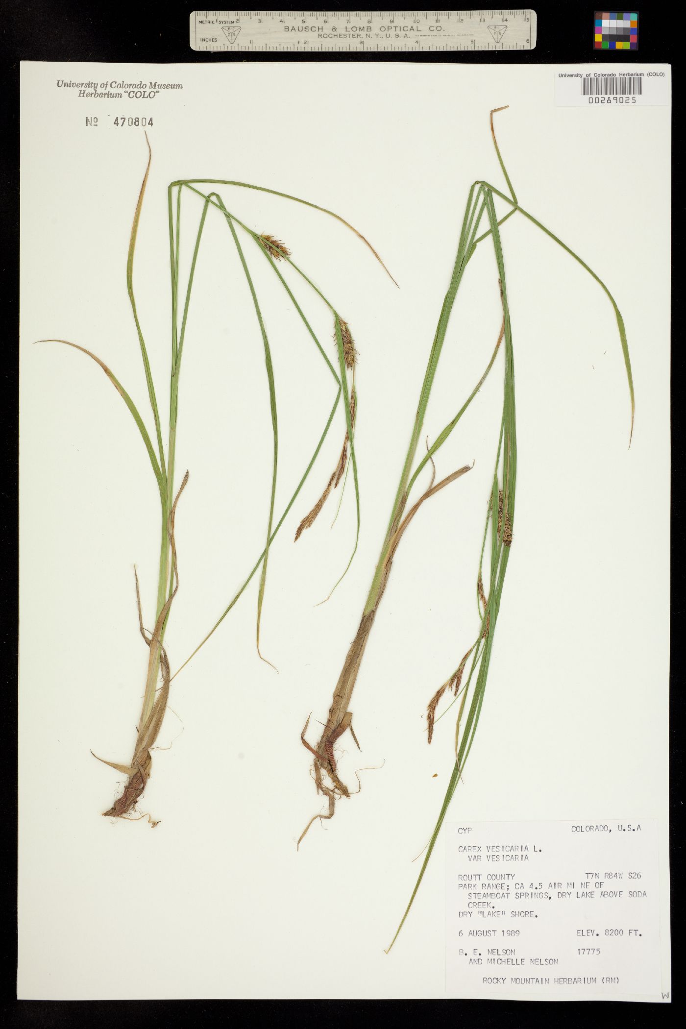 Carex vesicaria image