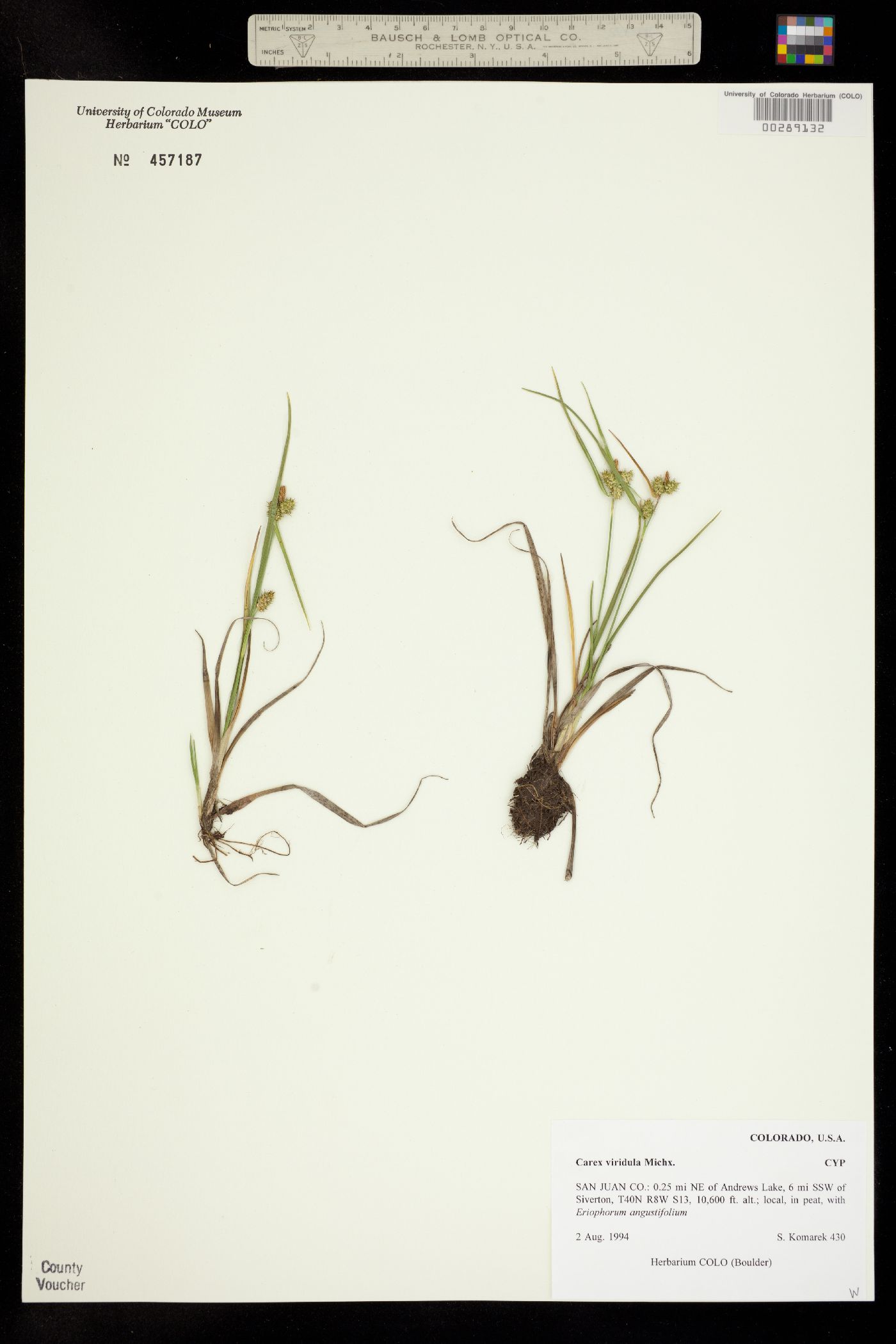 Carex viridula image