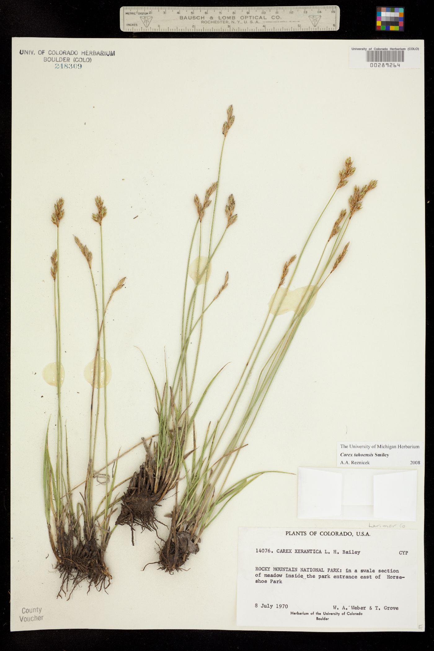 Carex tahoensis image