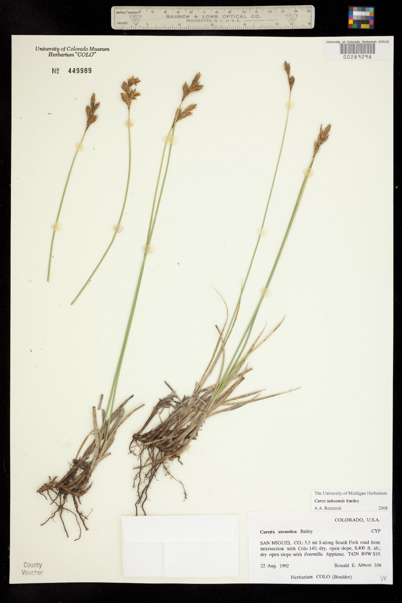 Carex tahoensis image