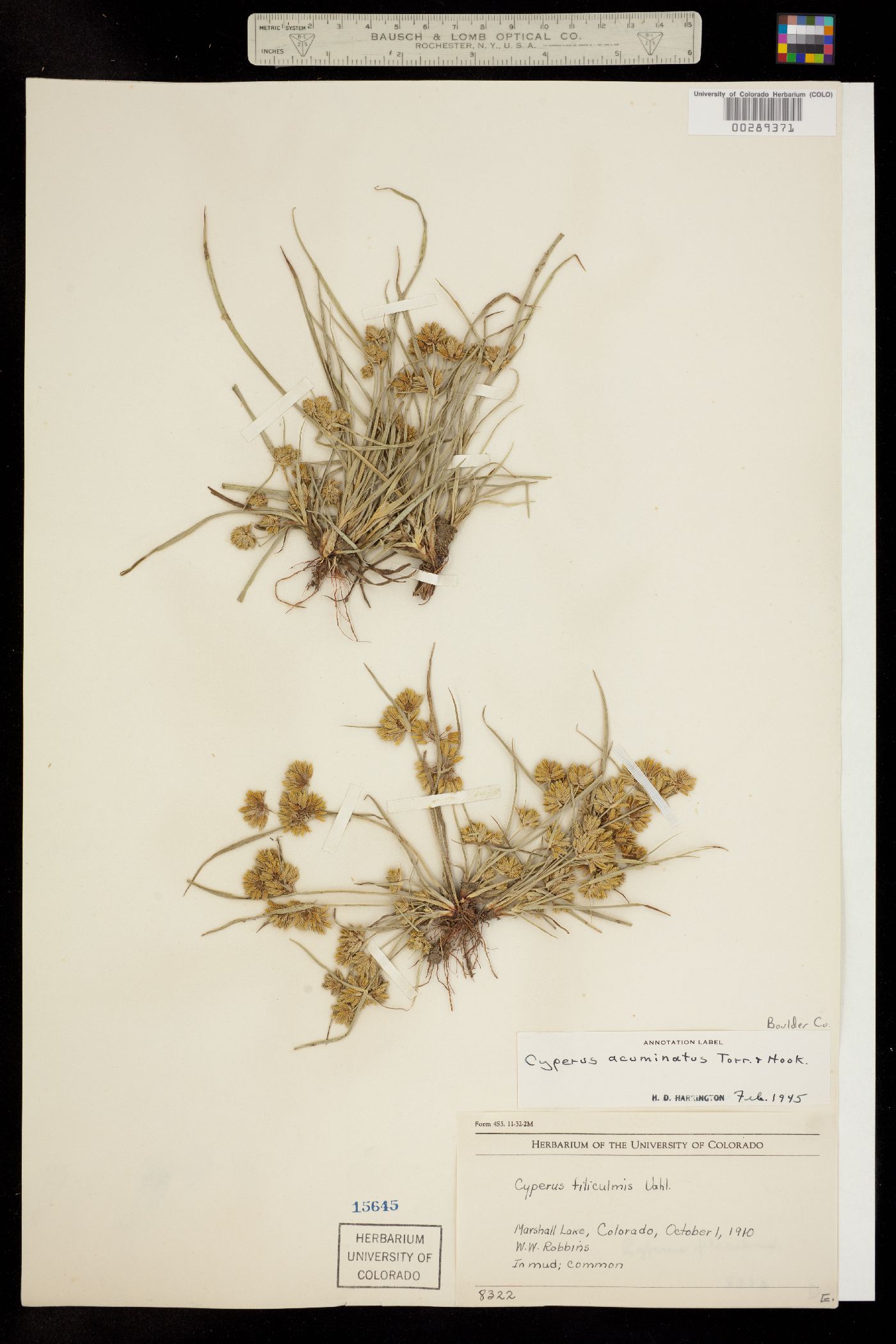 Cyperus acuminatus image