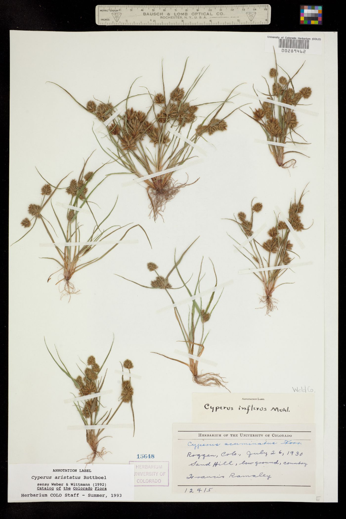 Cyperus image