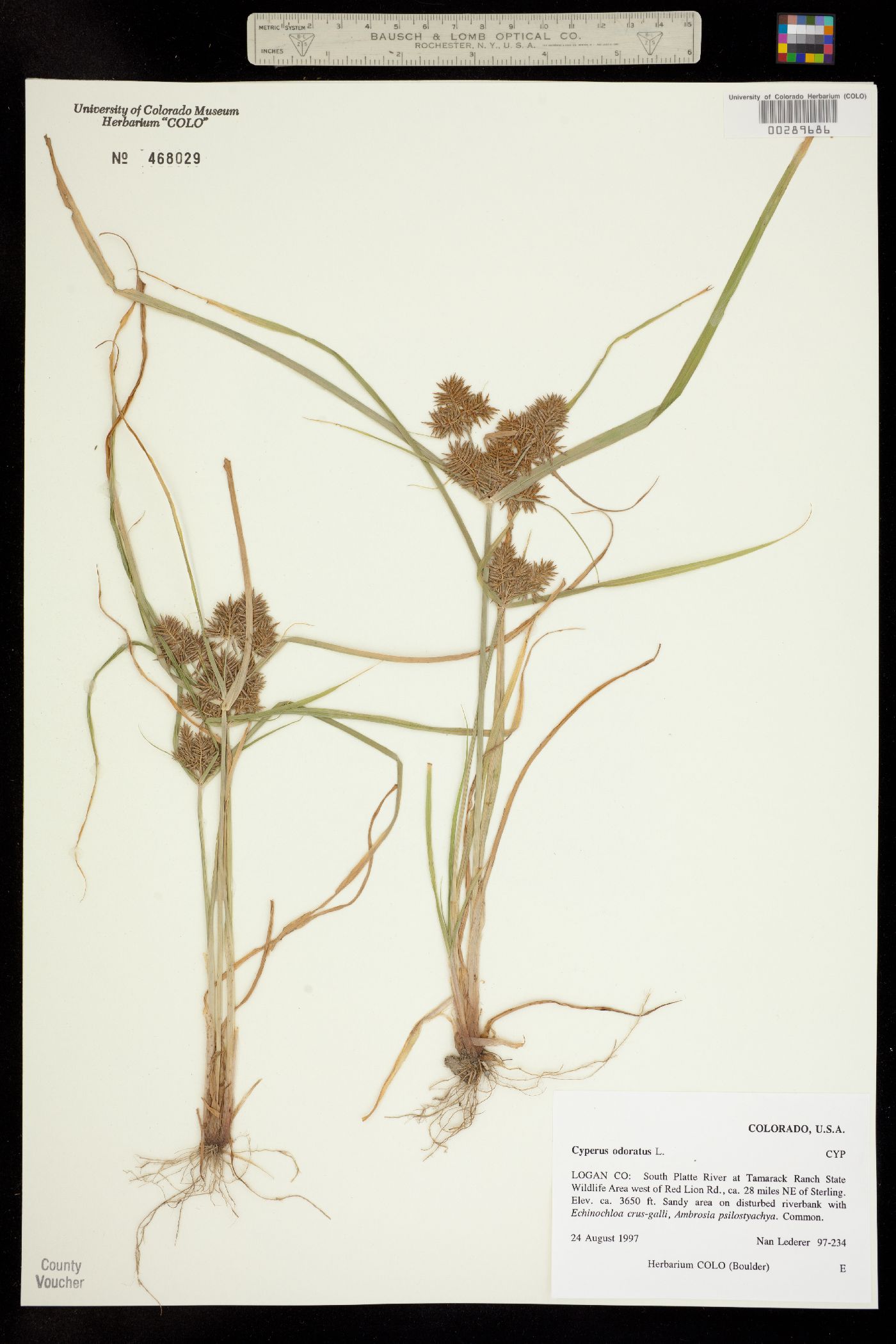 Cyperus odoratus image