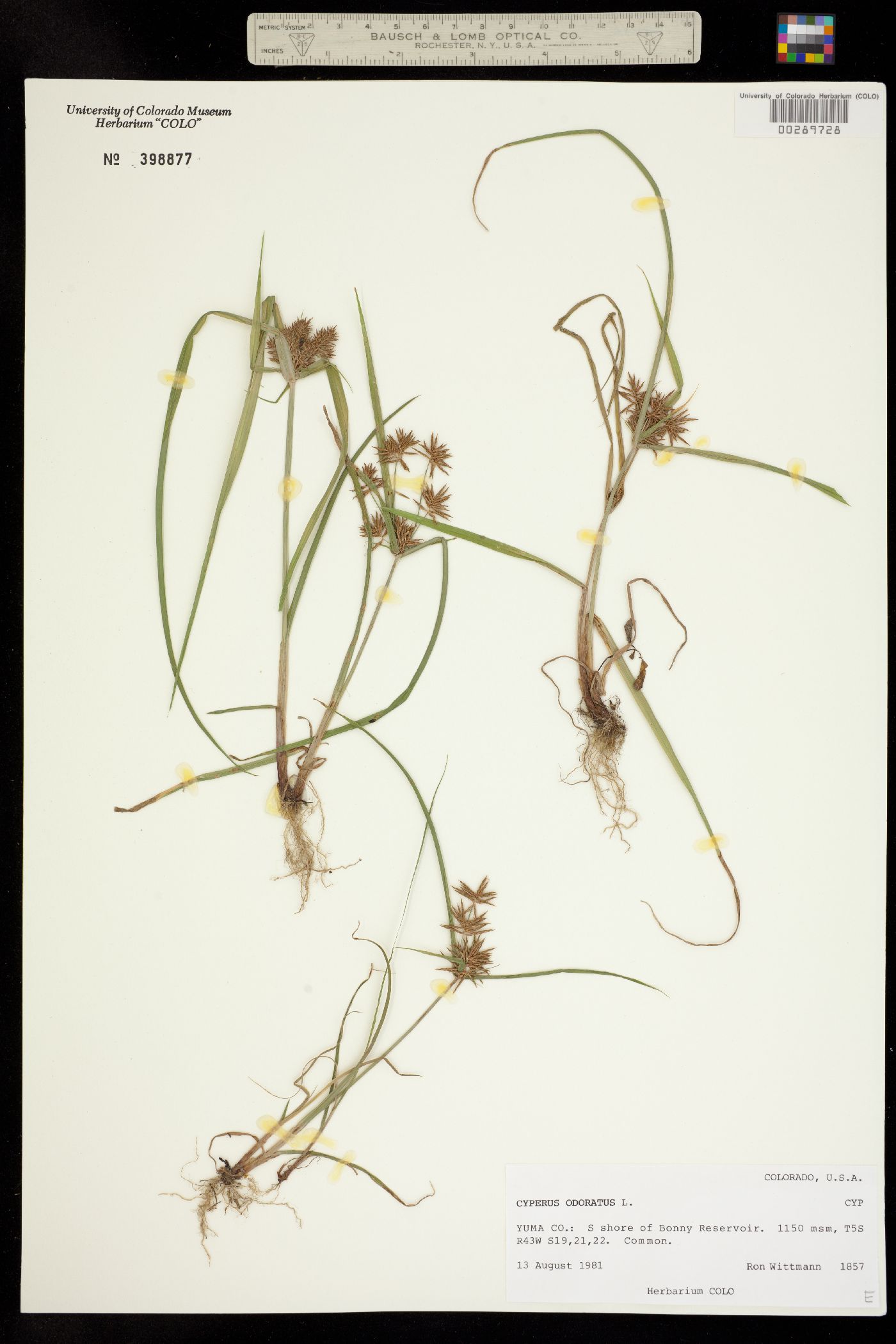 Cyperus odoratus image