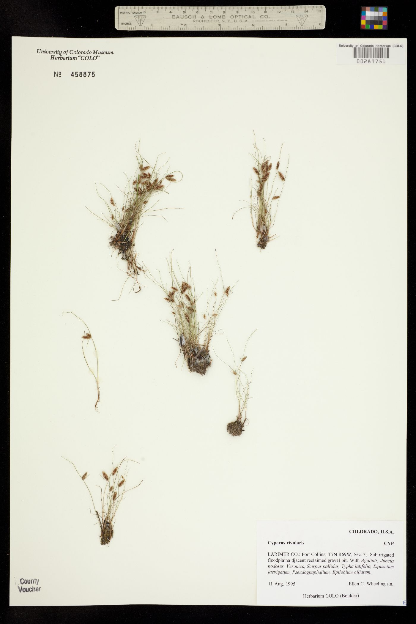 Cyperus bipartitus image