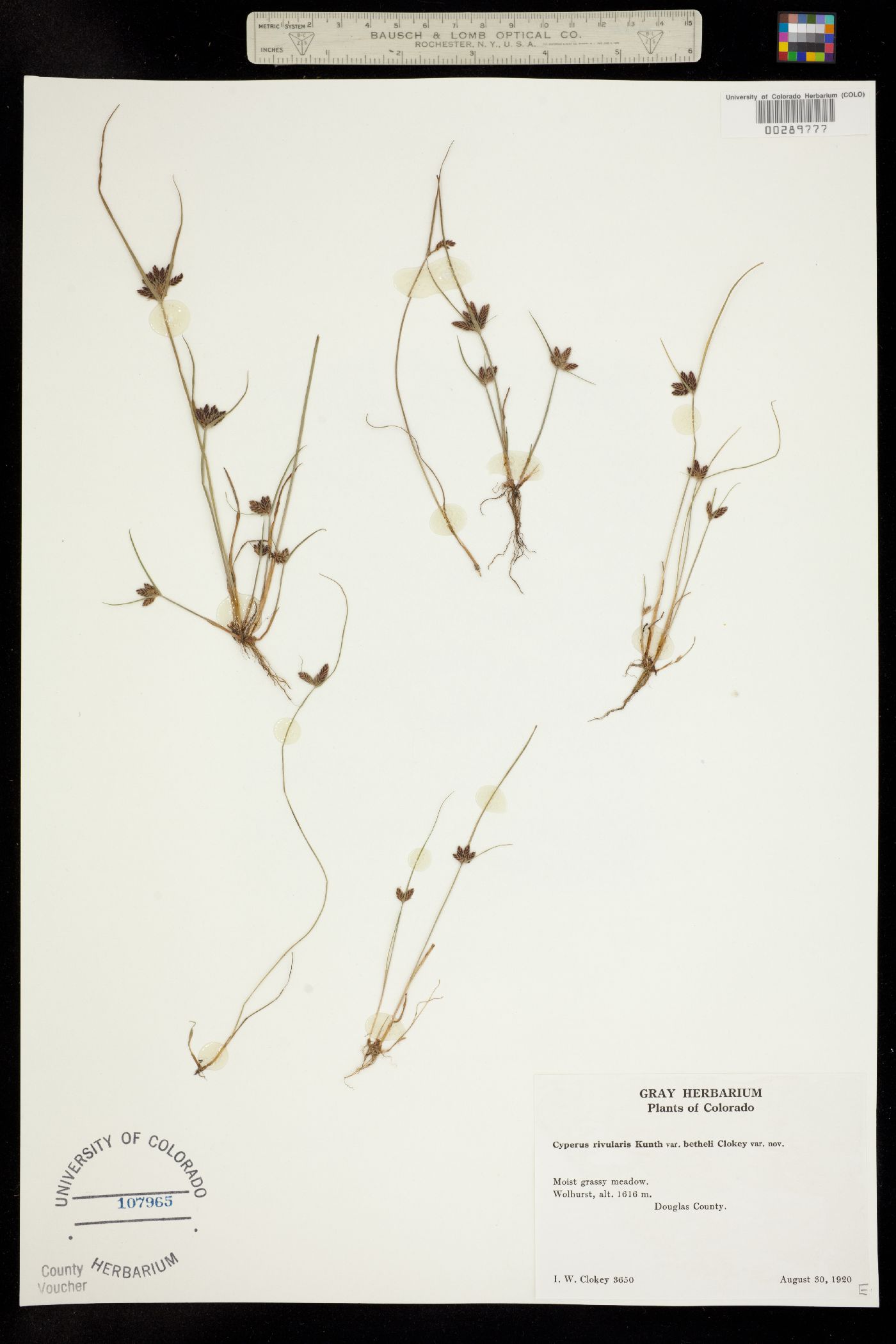 Cyperus image