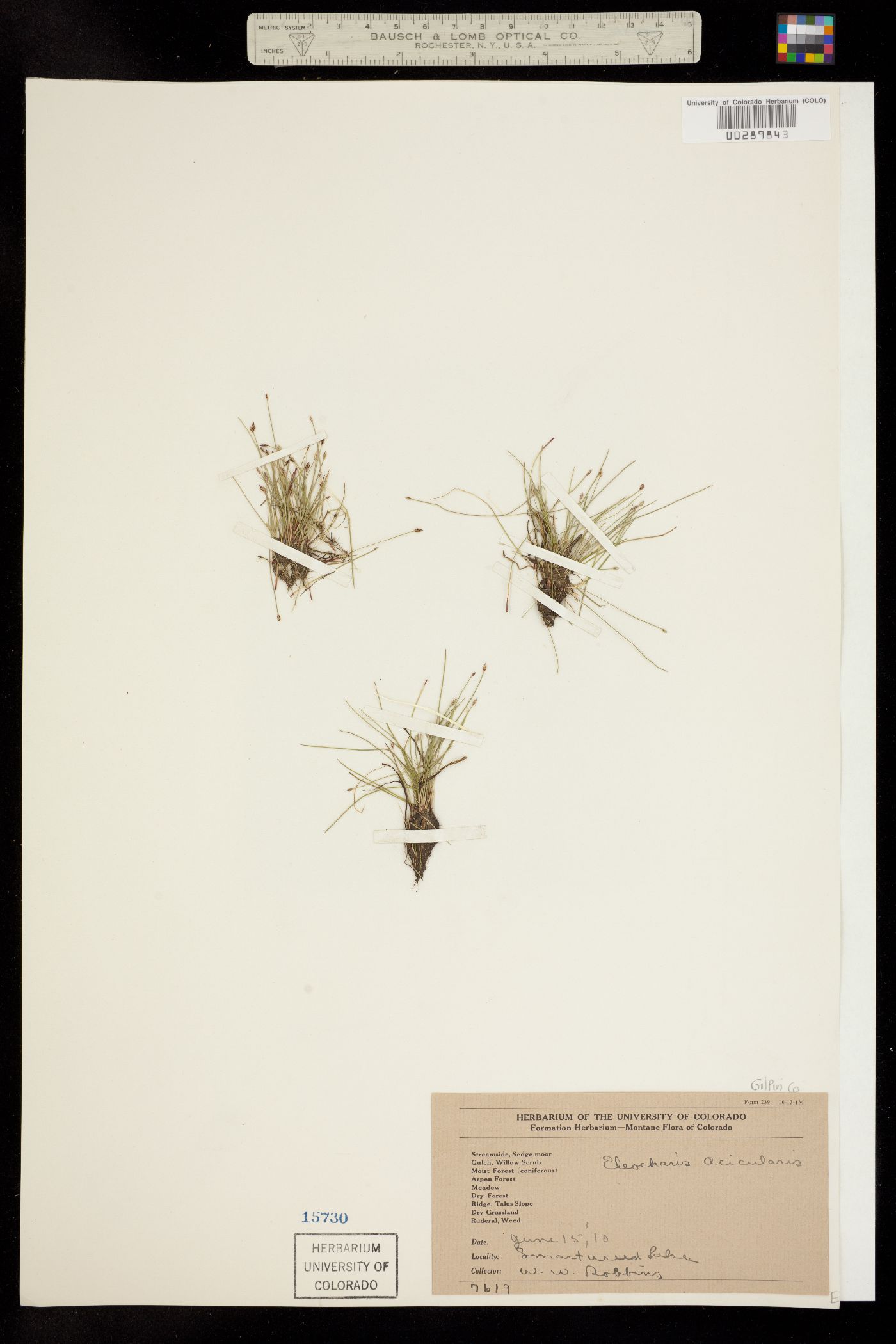 Eleocharis acicularis image