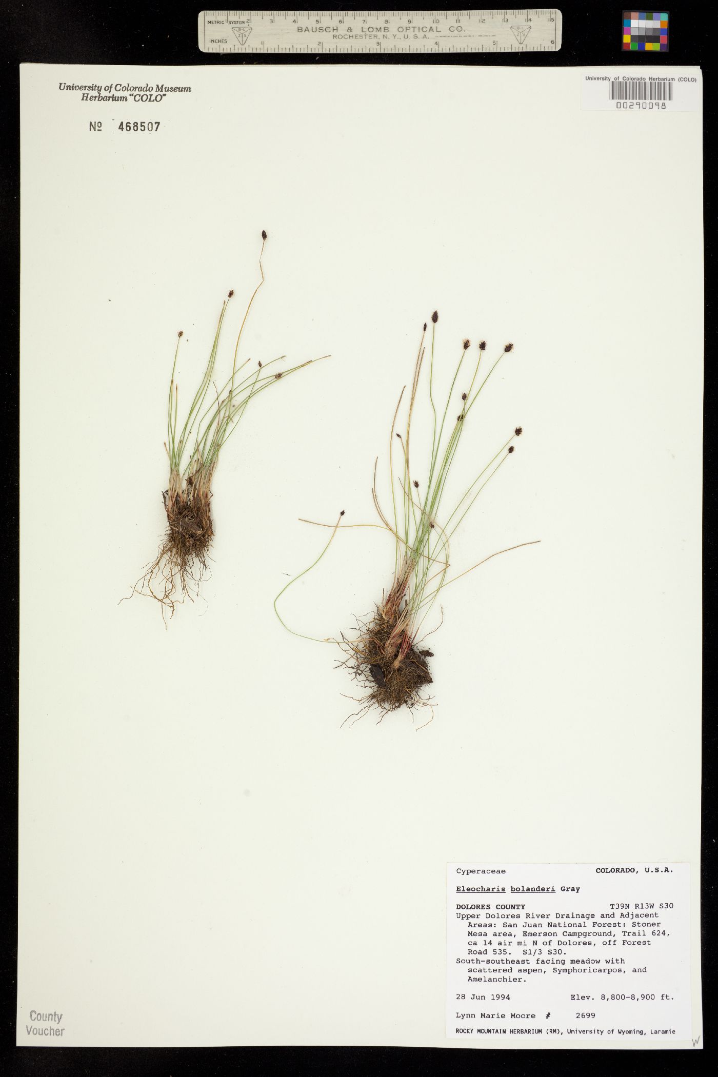 Eleocharis bolanderi image