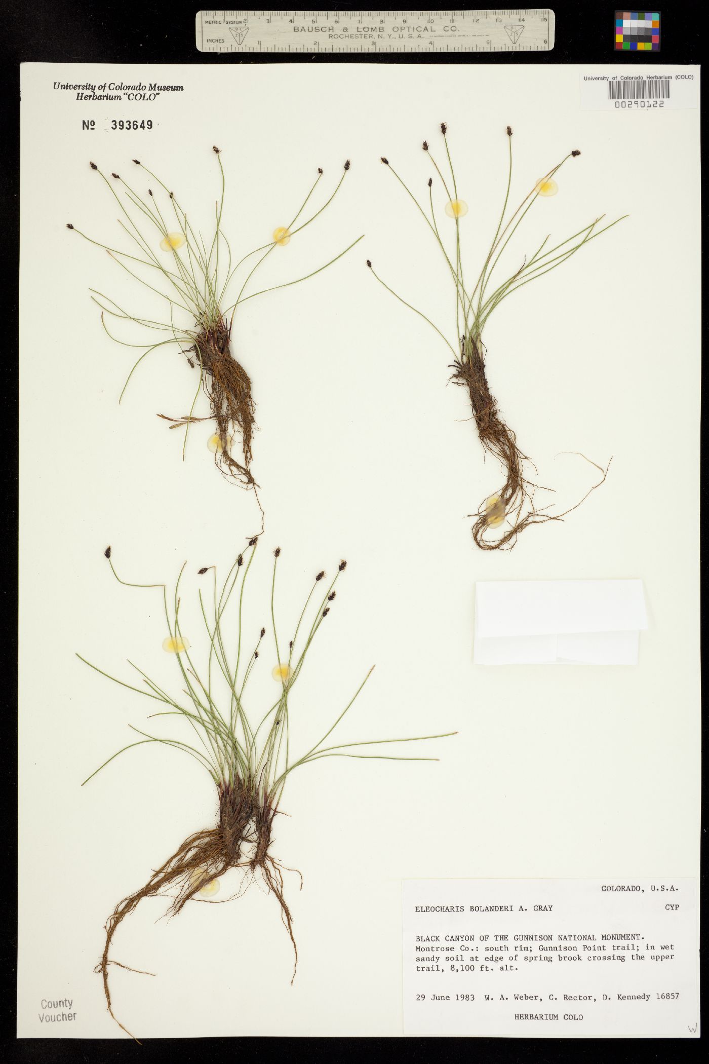 Eleocharis bolanderi image