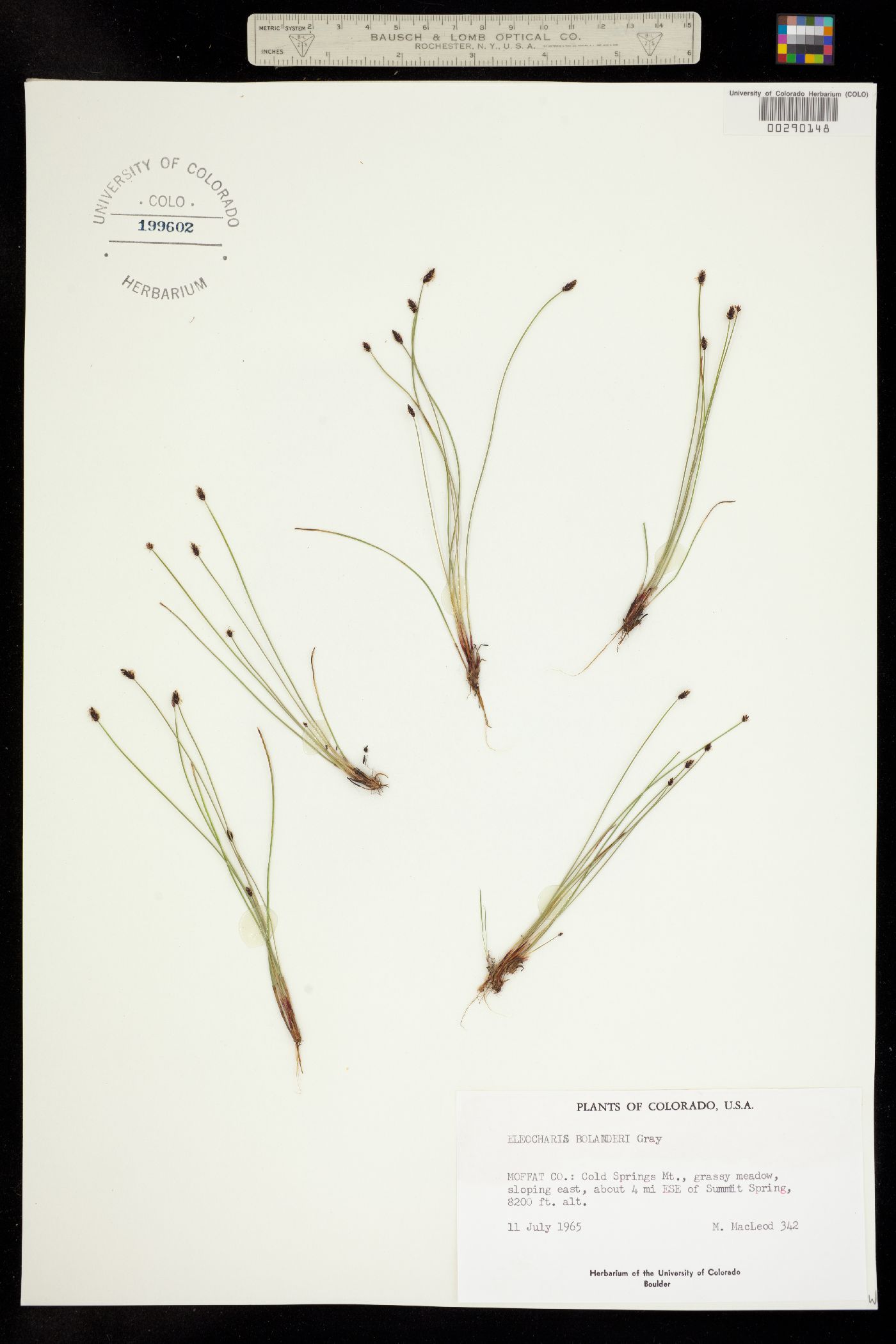 Eleocharis bolanderi image