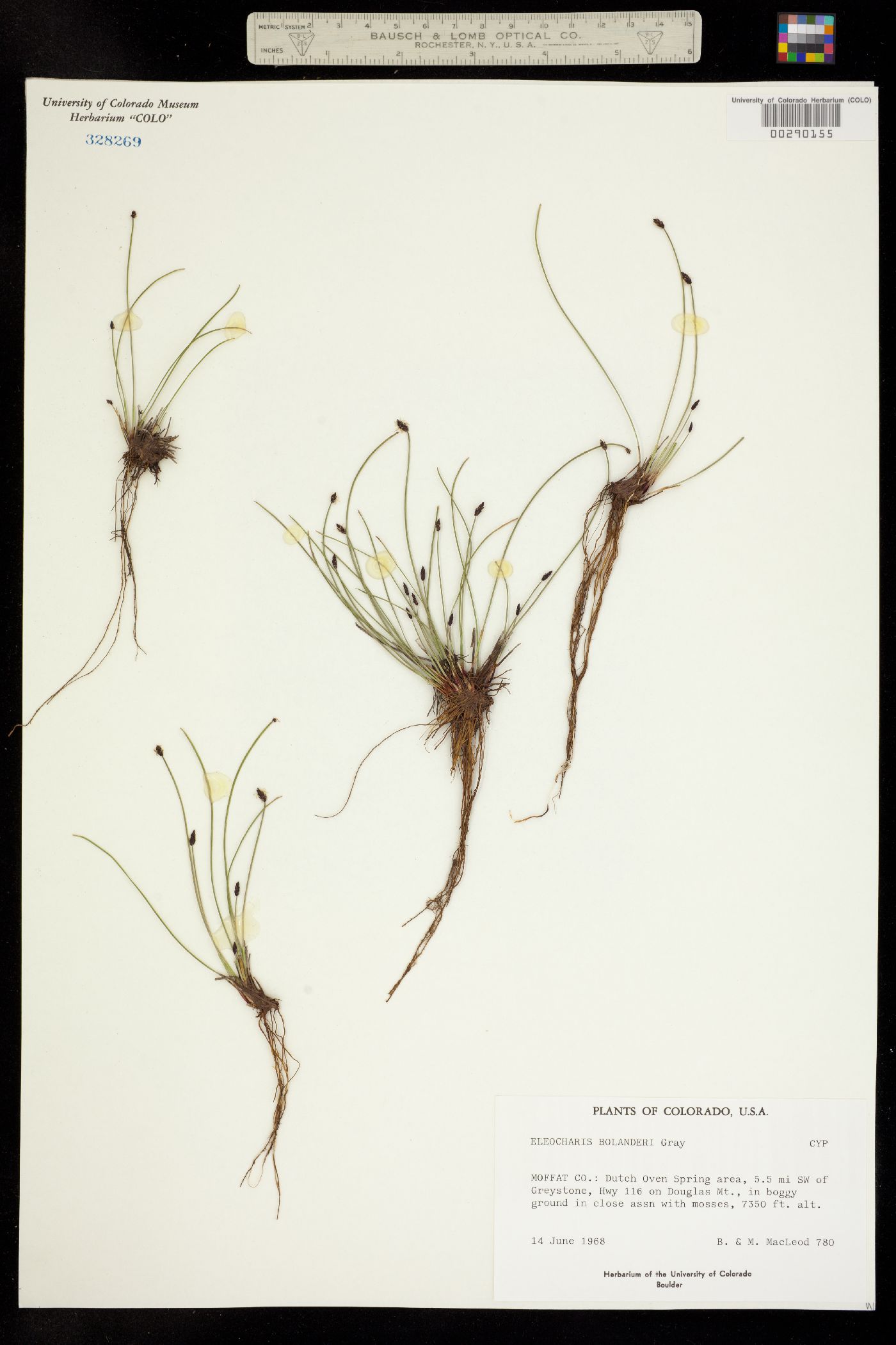 Eleocharis bolanderi image