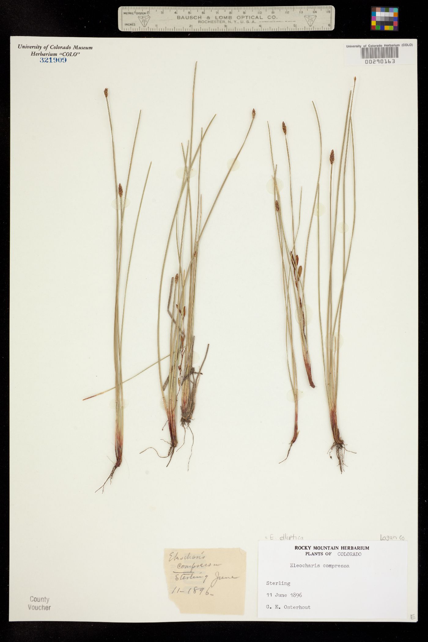 Eleocharis elliptica image
