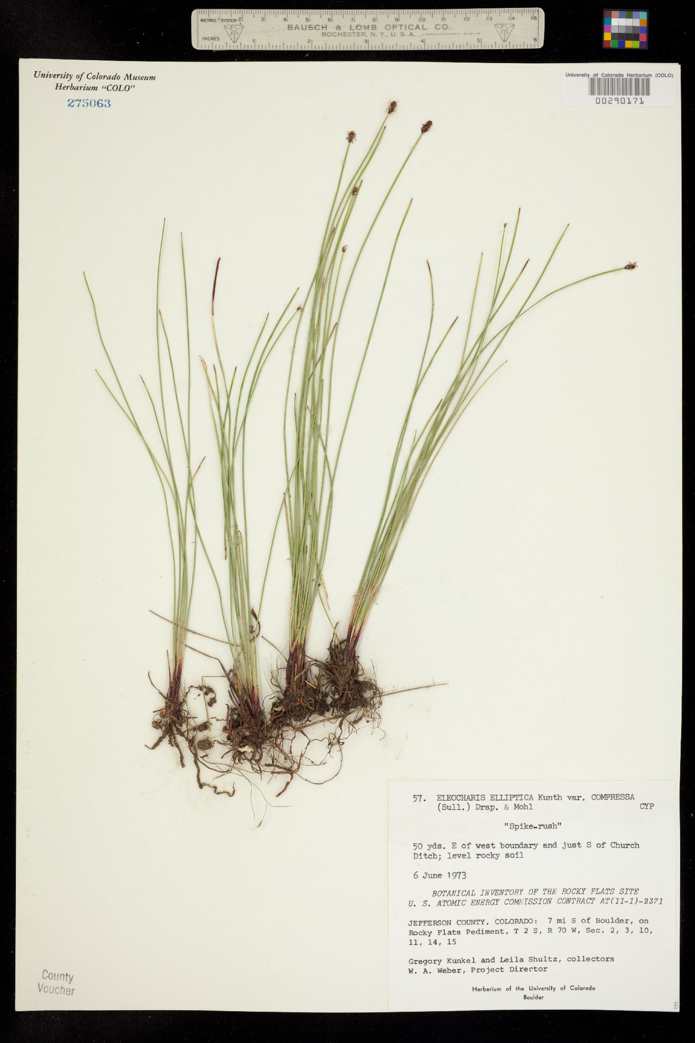 Eleocharis elliptica image