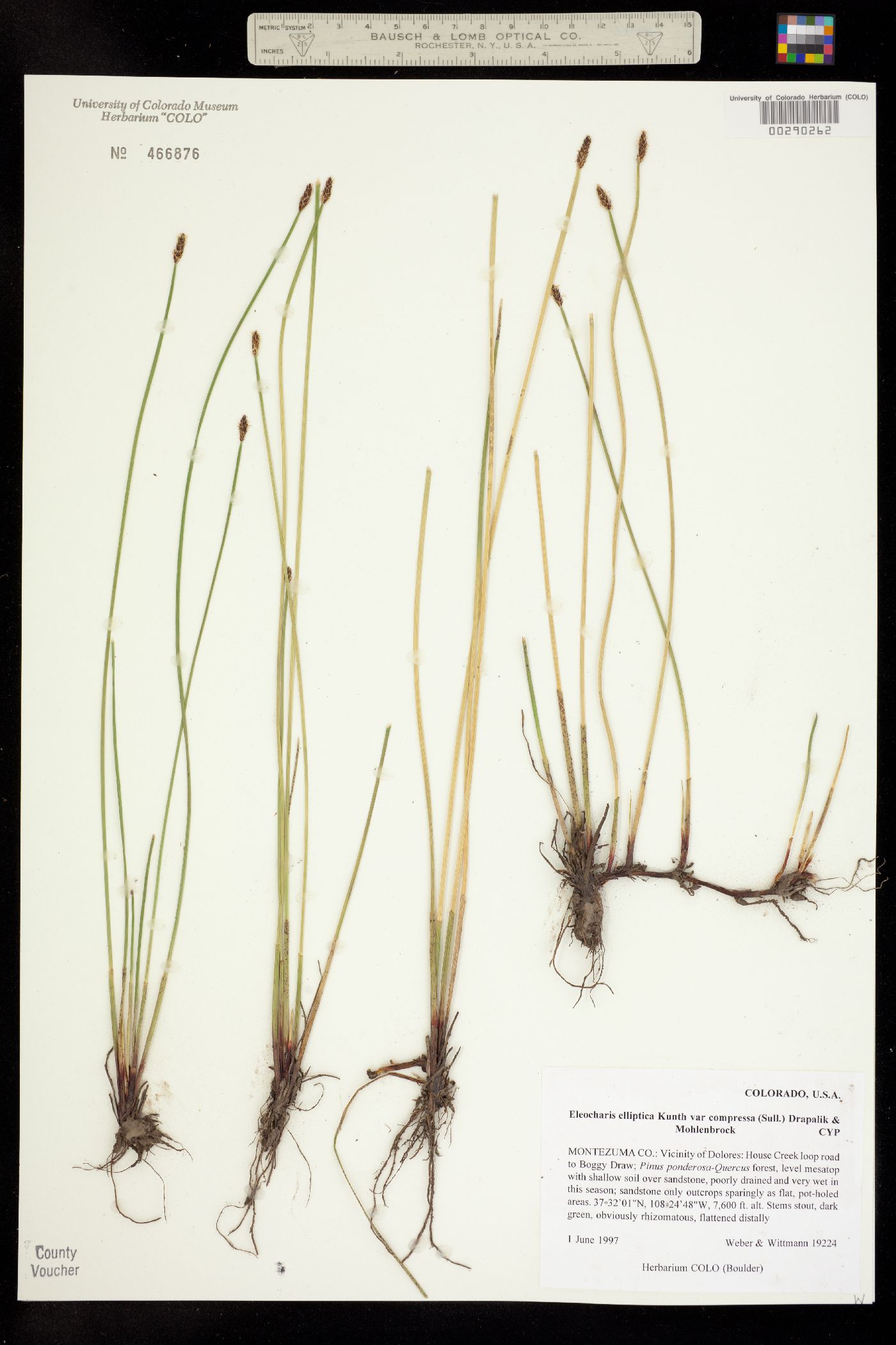 Eleocharis elliptica image