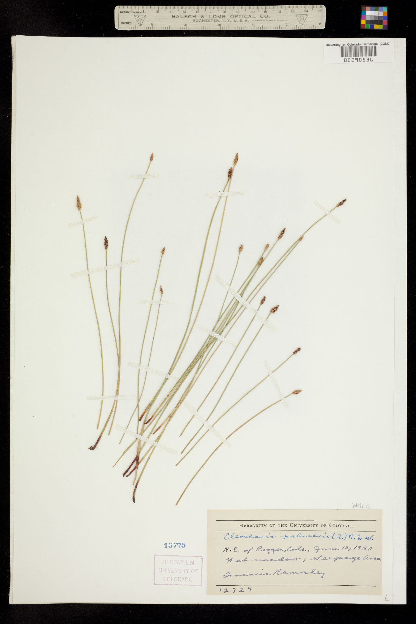 Eleocharis palustris image