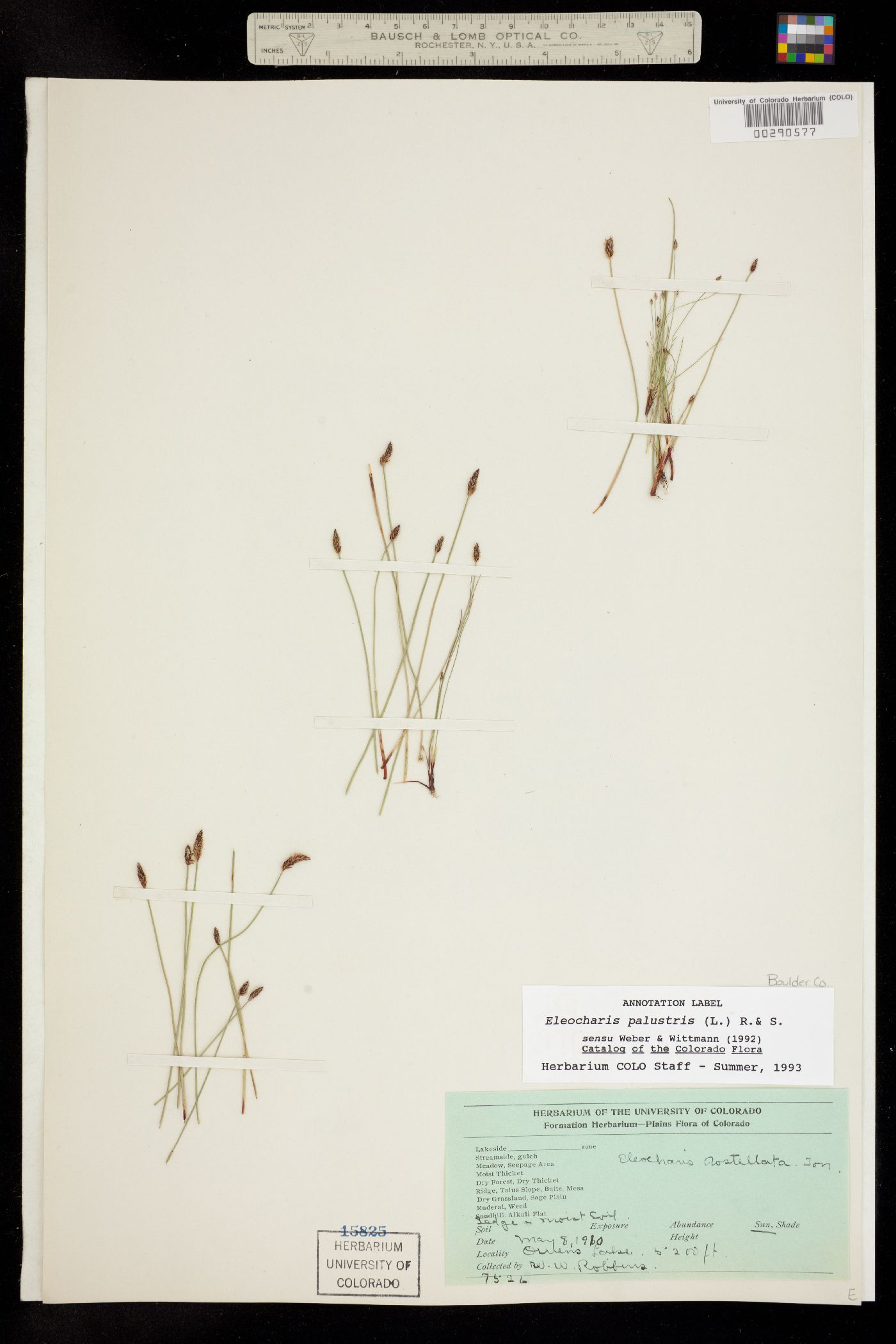 Eleocharis palustris image